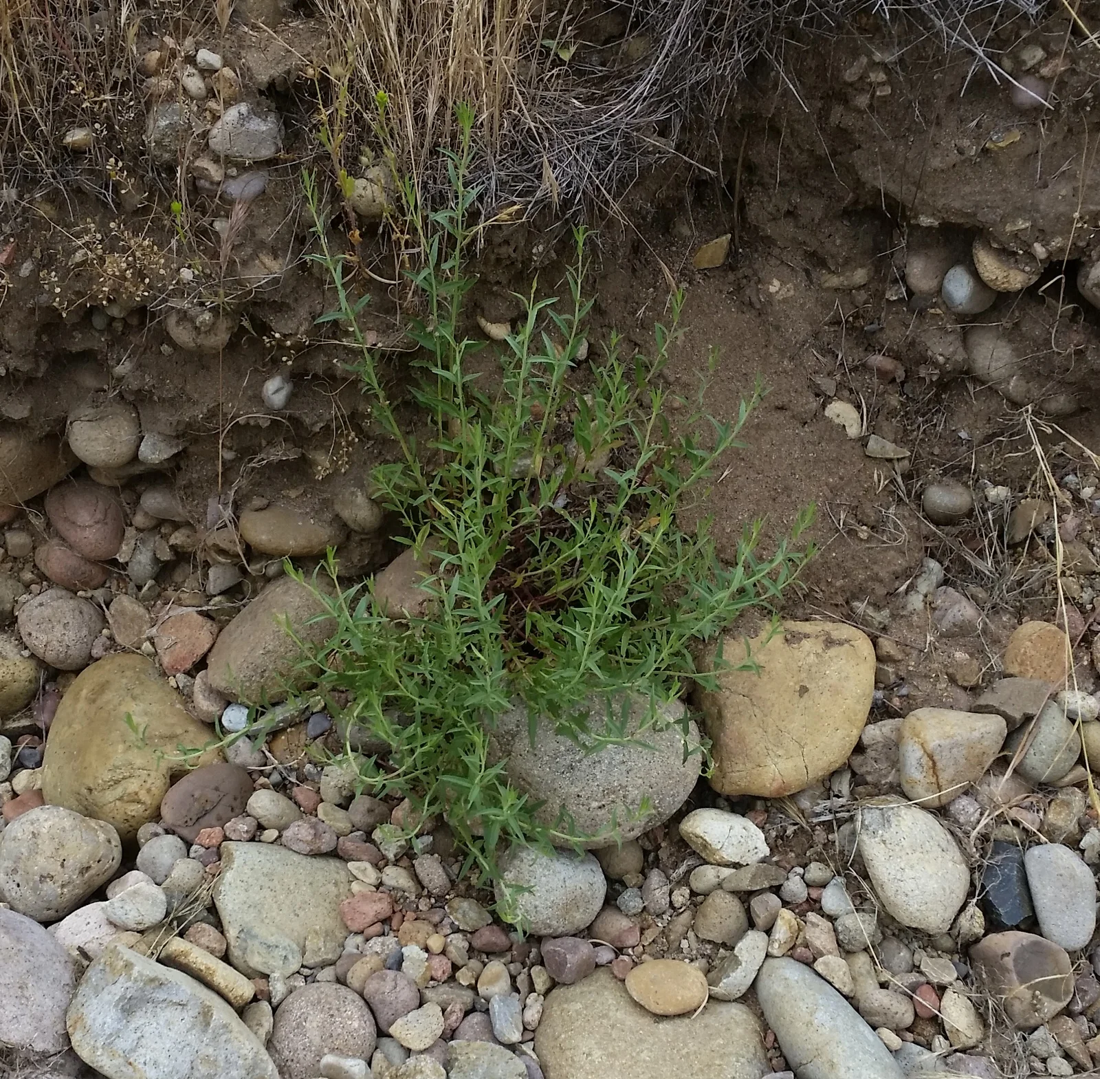 Figure 4. Willowy mint planted in 2018 and irrigated during the 2018 dry season.