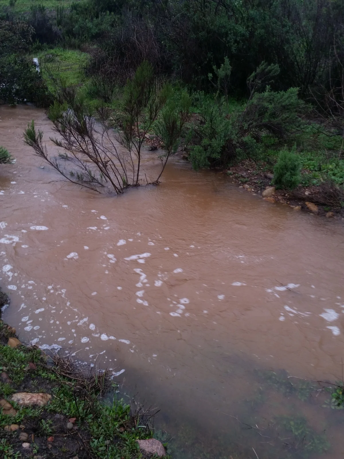 Figure 5. San Clemente Creek flooded by heavy rain (2/14/2019). All of the Willowy Mints planted at this site were under water at this time.