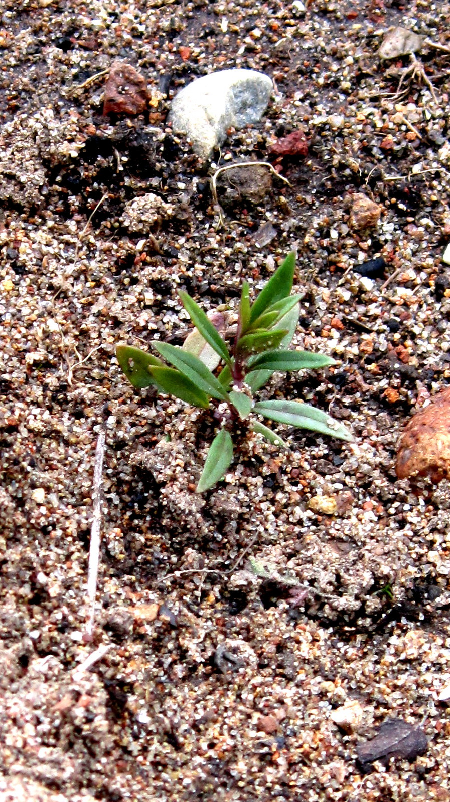 Figure 6. Willowy Mint planted in late December, 2018 and photographed February 27, 2019. This mint had been under water for about a week.