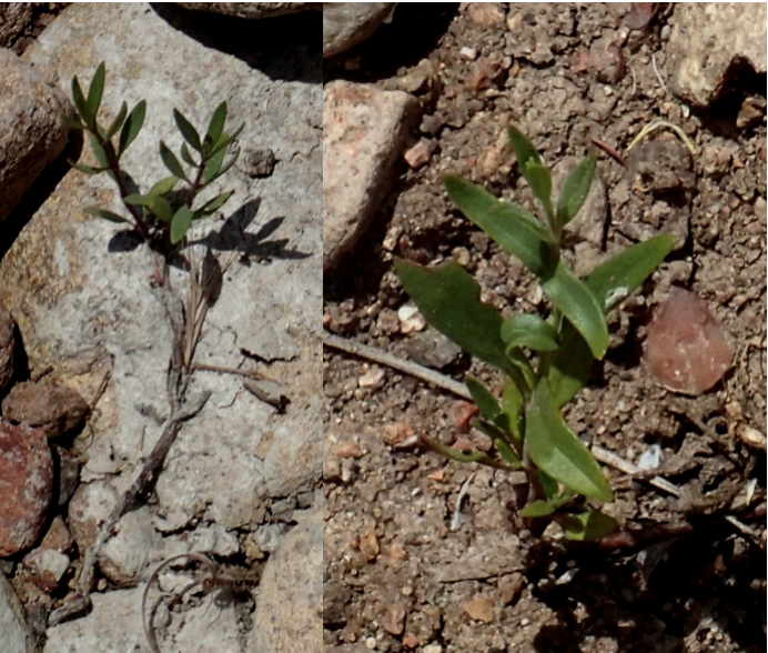 Figure 7 left. Willowy Mint that survived a month under water. Figure 7 right. Willowy Mint that survived three weeks under water. Photos taken May 17, 2019.
