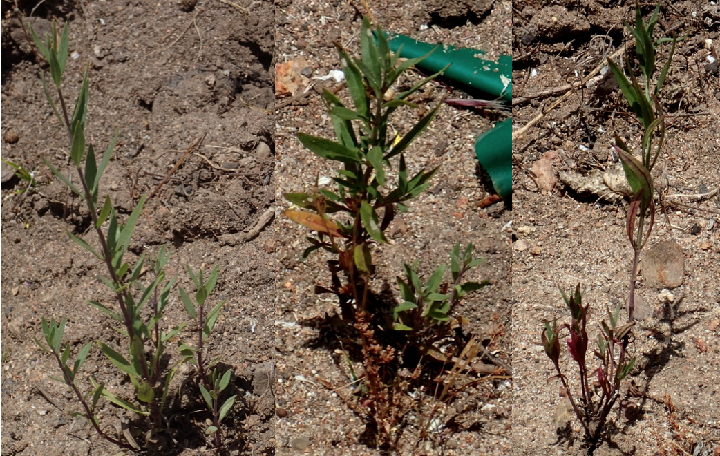 Figure 8. Three seedlings that were under water for a few days or a week. Photos taken May 17, 2019.