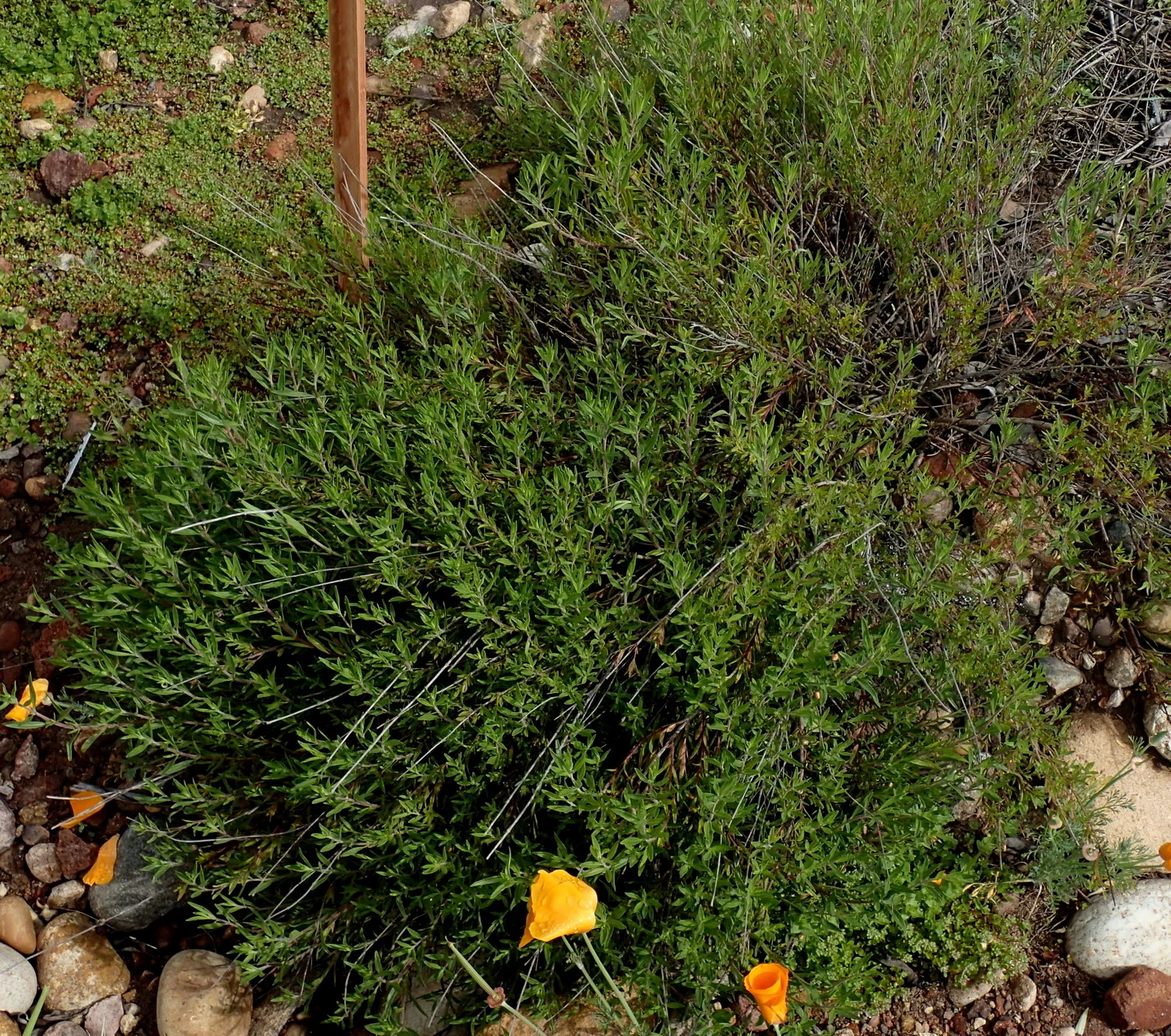 Figure 9. Four year old Willowy Mint behind my house (April 2019). This plant has grown to a diameter of 3.5'.
