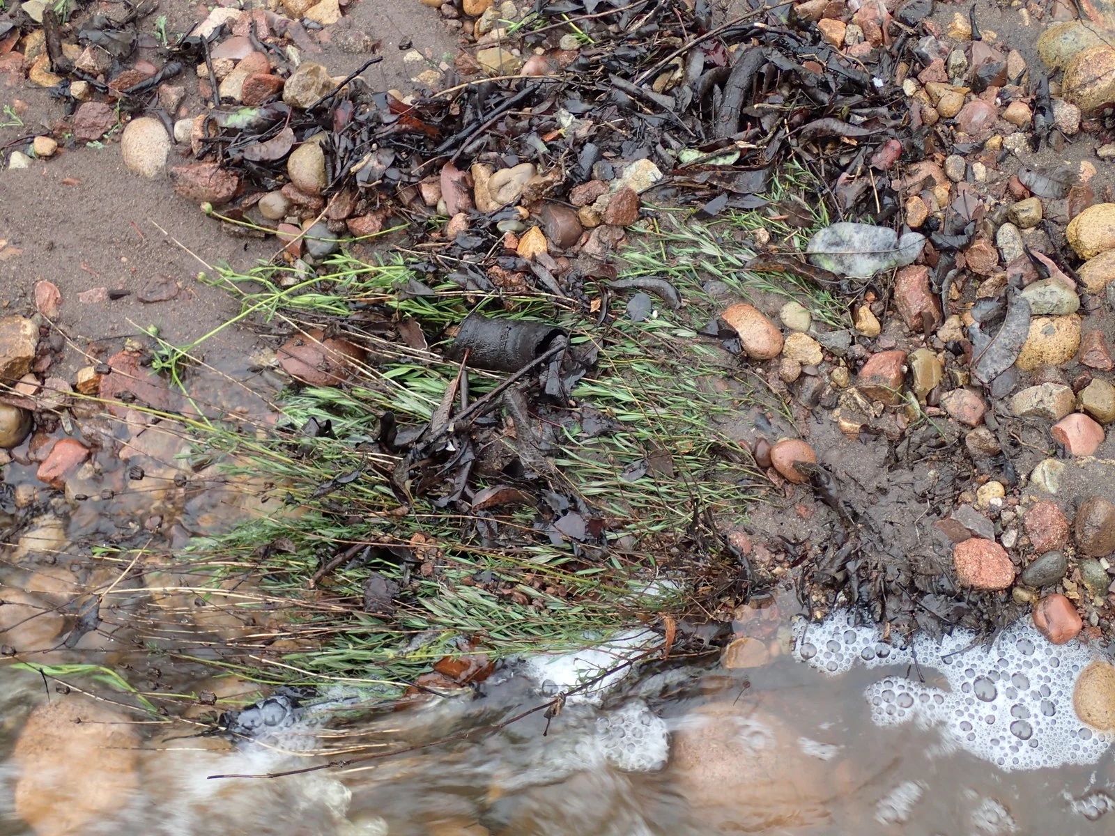 Figure 10. This Willowy Mint was flattened by stream flow during a January 2017 storm. It recovered and it now extends 2.5' along the stream bed, elongated by the action of the water.