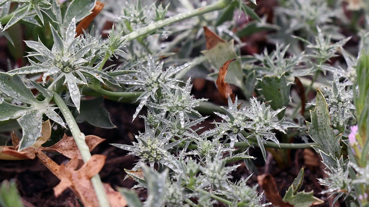 San Diego Button Celery (Eryngium aristulatum var. parishii)