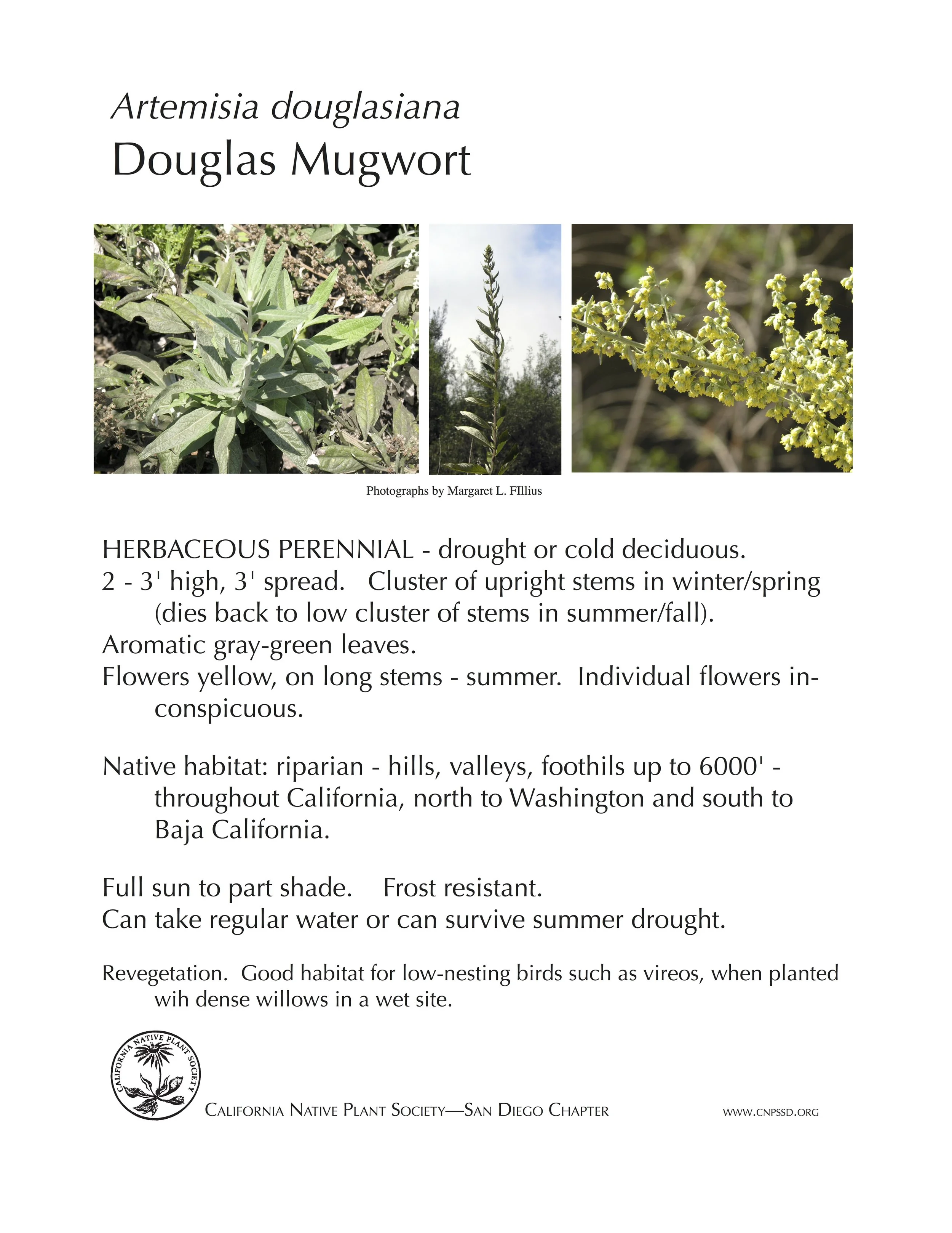 Douglas Mugwort (Artemisia douglasiana).jpg