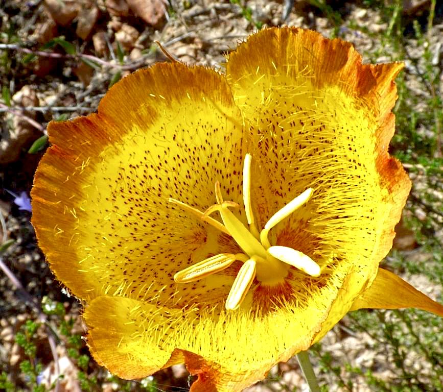 Weed’s Mariposa Lily (Calochortus weedii var. weedii)