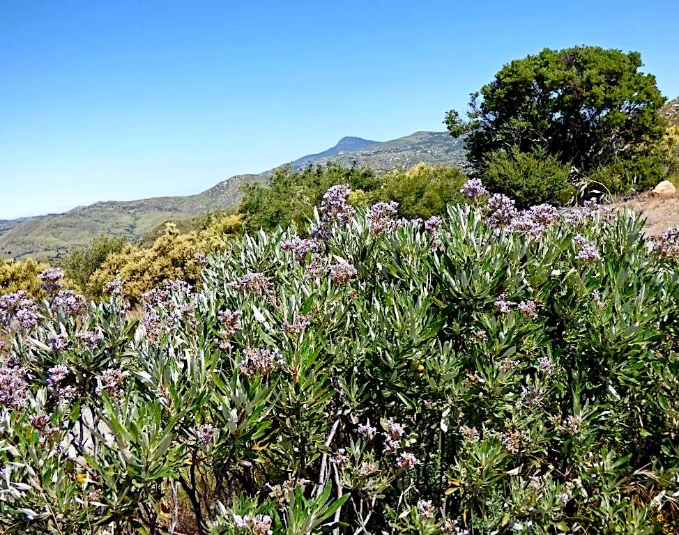 Shiny-leaf Yerba Santa (Eriodictyon trichocalyx&nbsp;var. trichocalyx) 