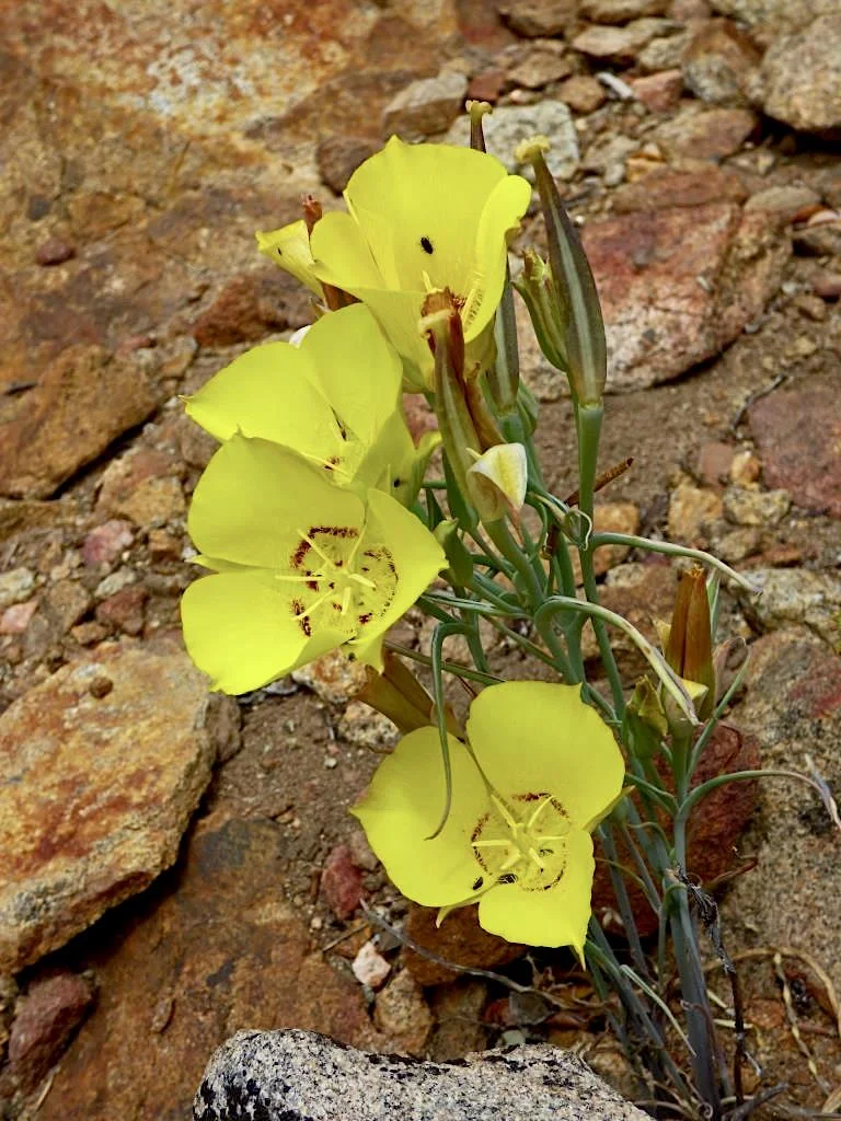 Golden Bowl Mariposa Lily (Calochortus concolor), 