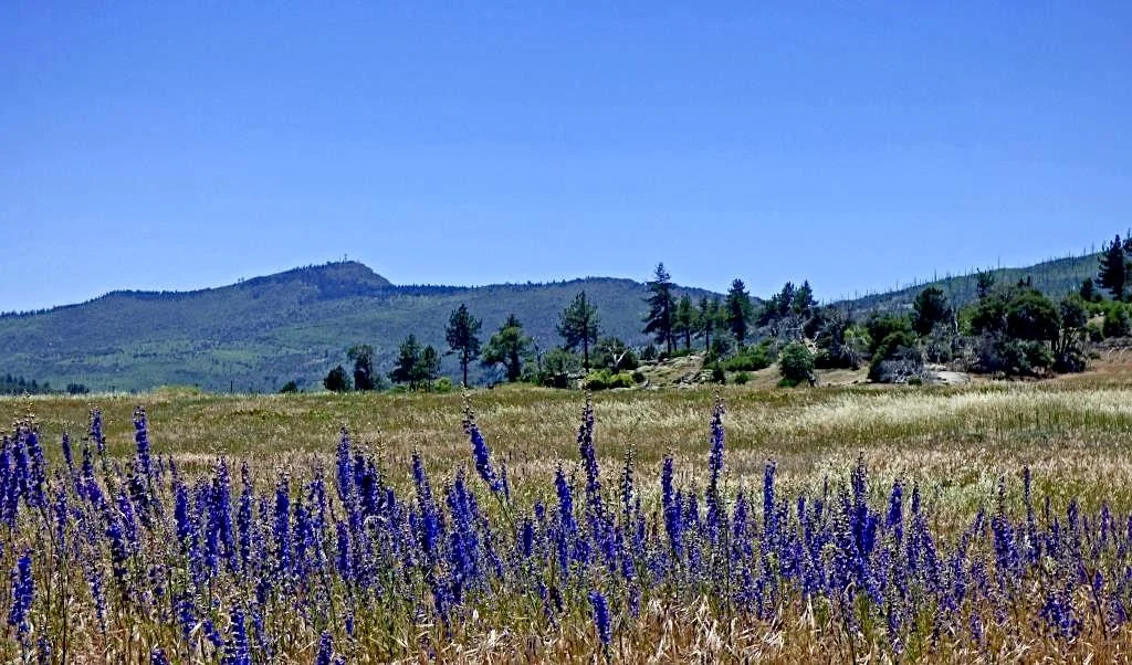 Cuyamaca Larkspur (Delphinium hesperium&nbsp;ssp.&nbsp;cuyamacae) 