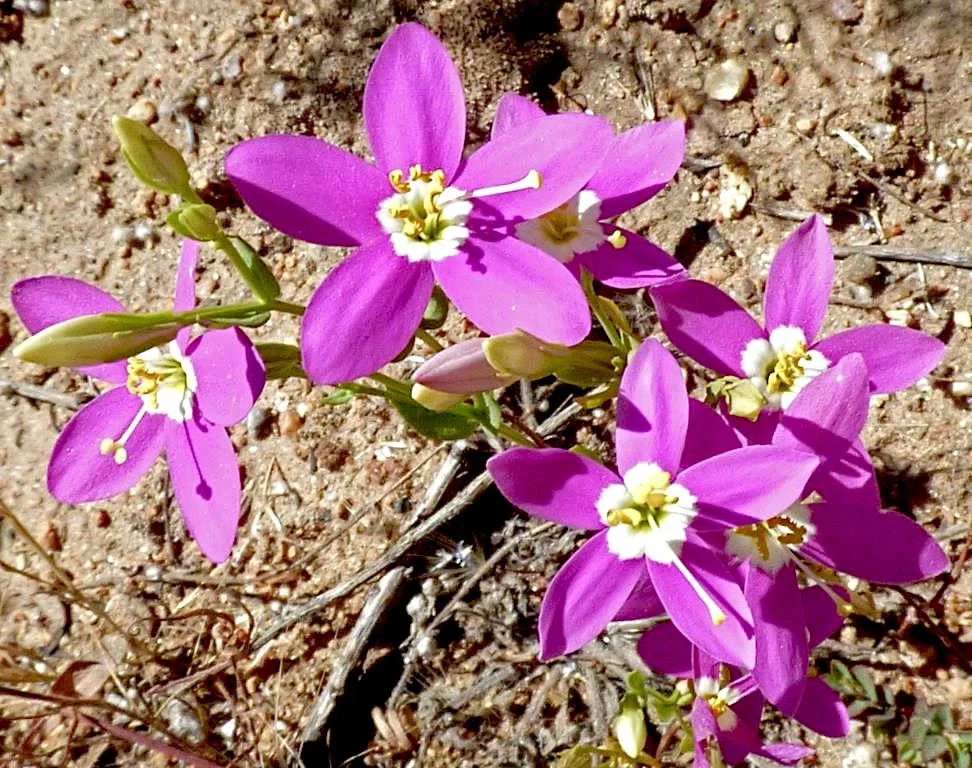 Canchalagua (Zeltnera venusta)