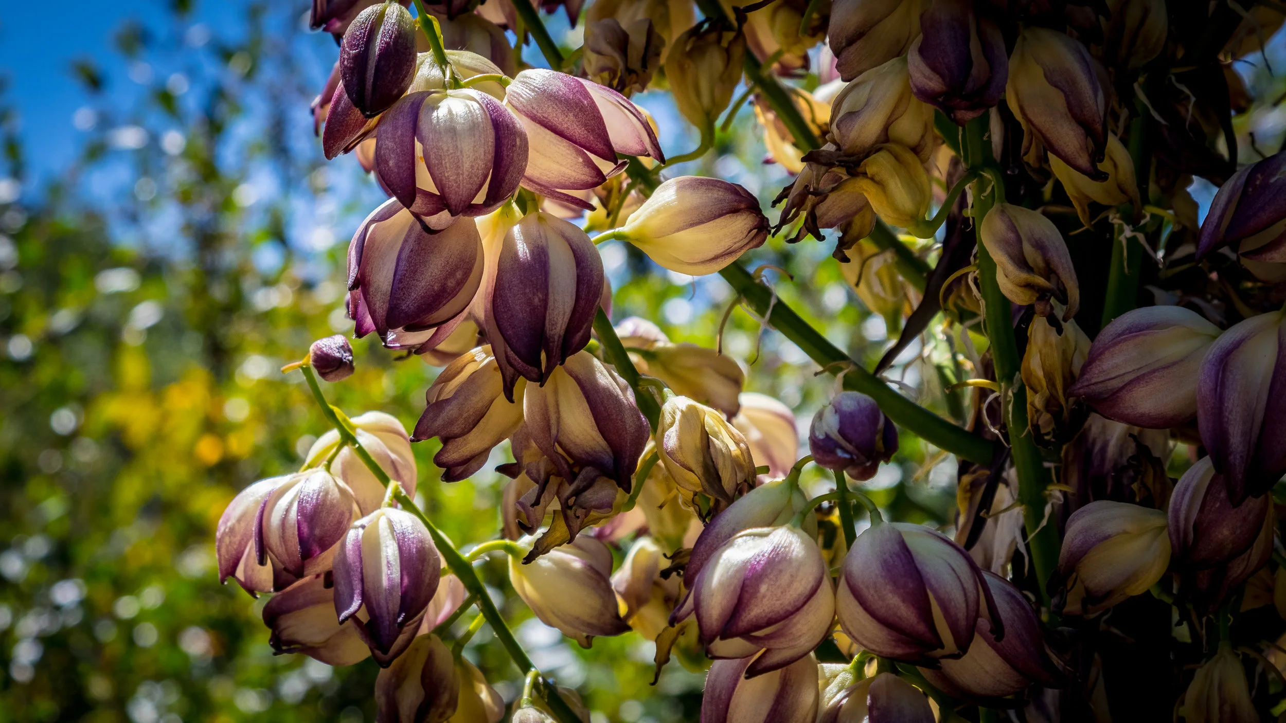 Links to Online Resources for Planting and Maintaining a California Native Garden PC Ged Bulat.jpg