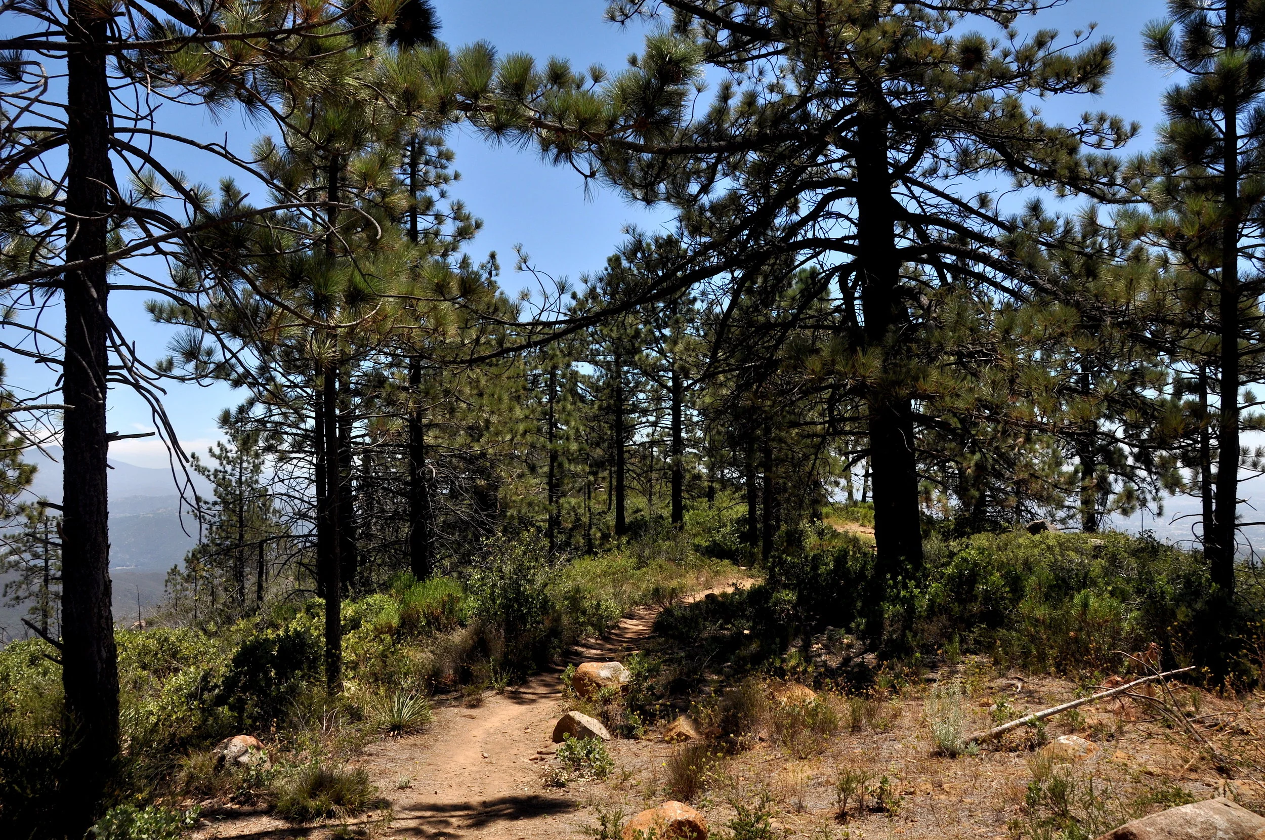 Inside Coulter Pine grove. Photo: Tom Oberbauer