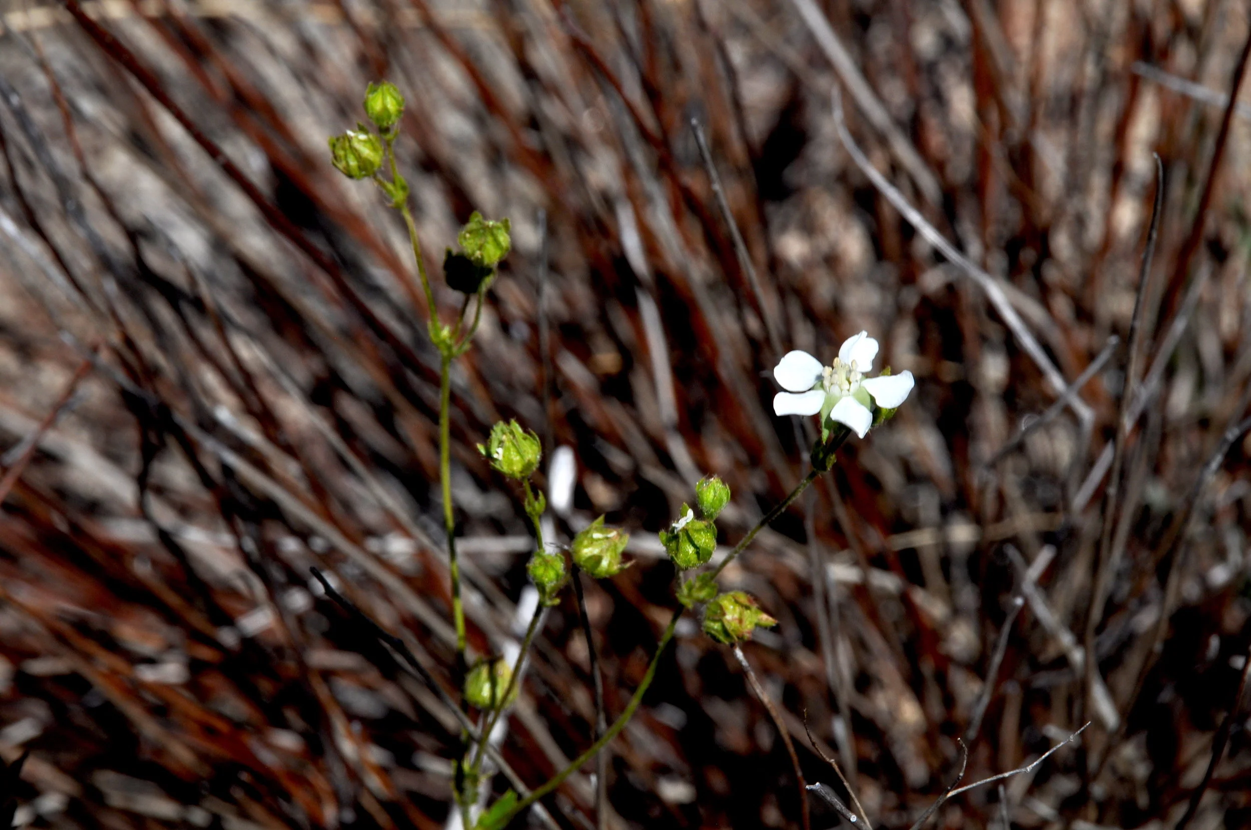 BLACK MOUNTAIN Horkelia truncata DSC_0291.JPG