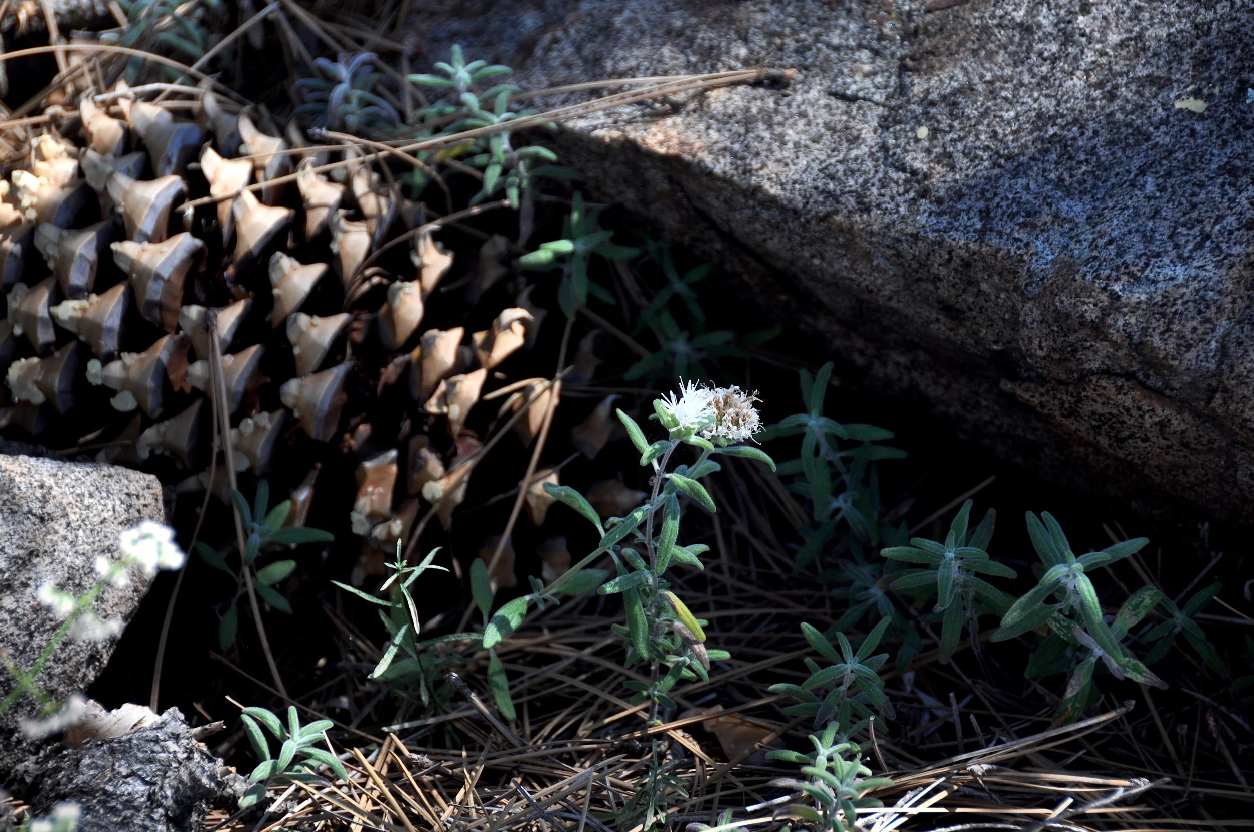Monardella hypoleuca ssp. lanata. Photo: Tom Oberbauer