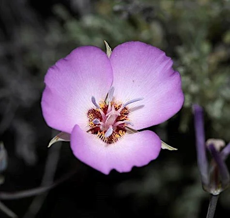 Fun with Munz’s Mariposa Lily 1.jpg