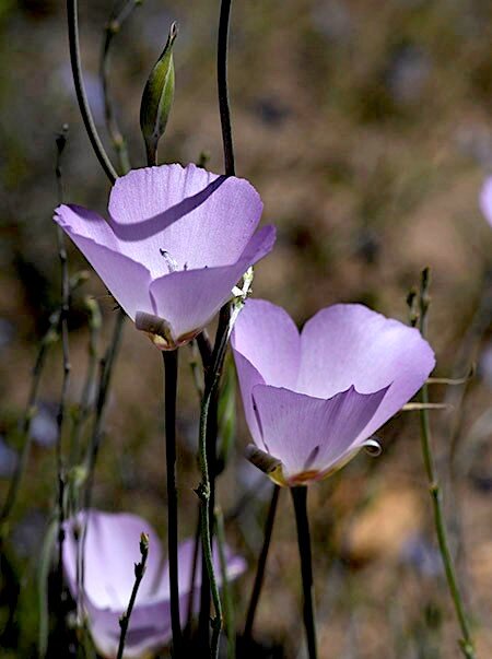 Fun with Munz’s Mariposa Lily 2.jpg