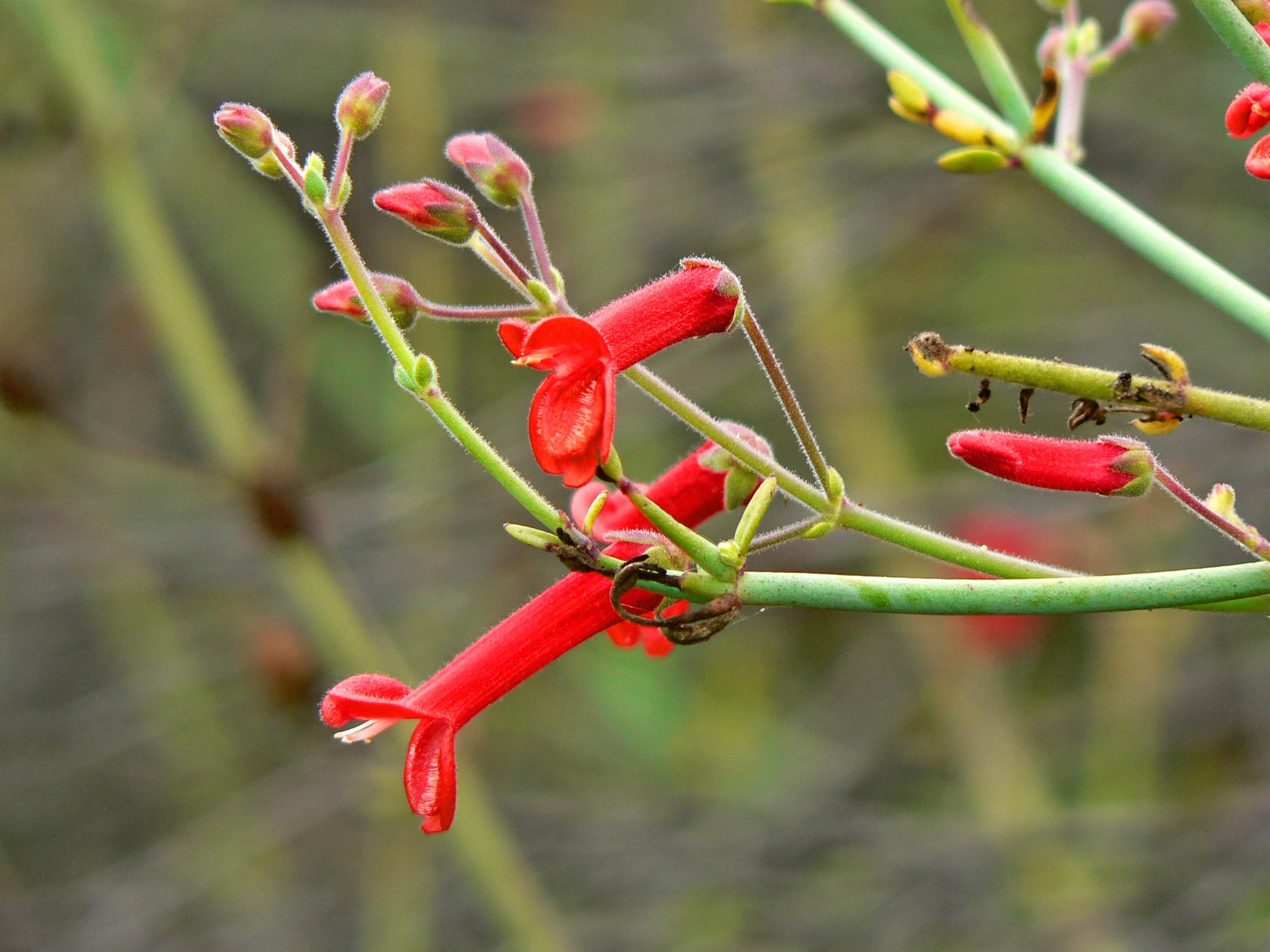 Galvezia juncea 