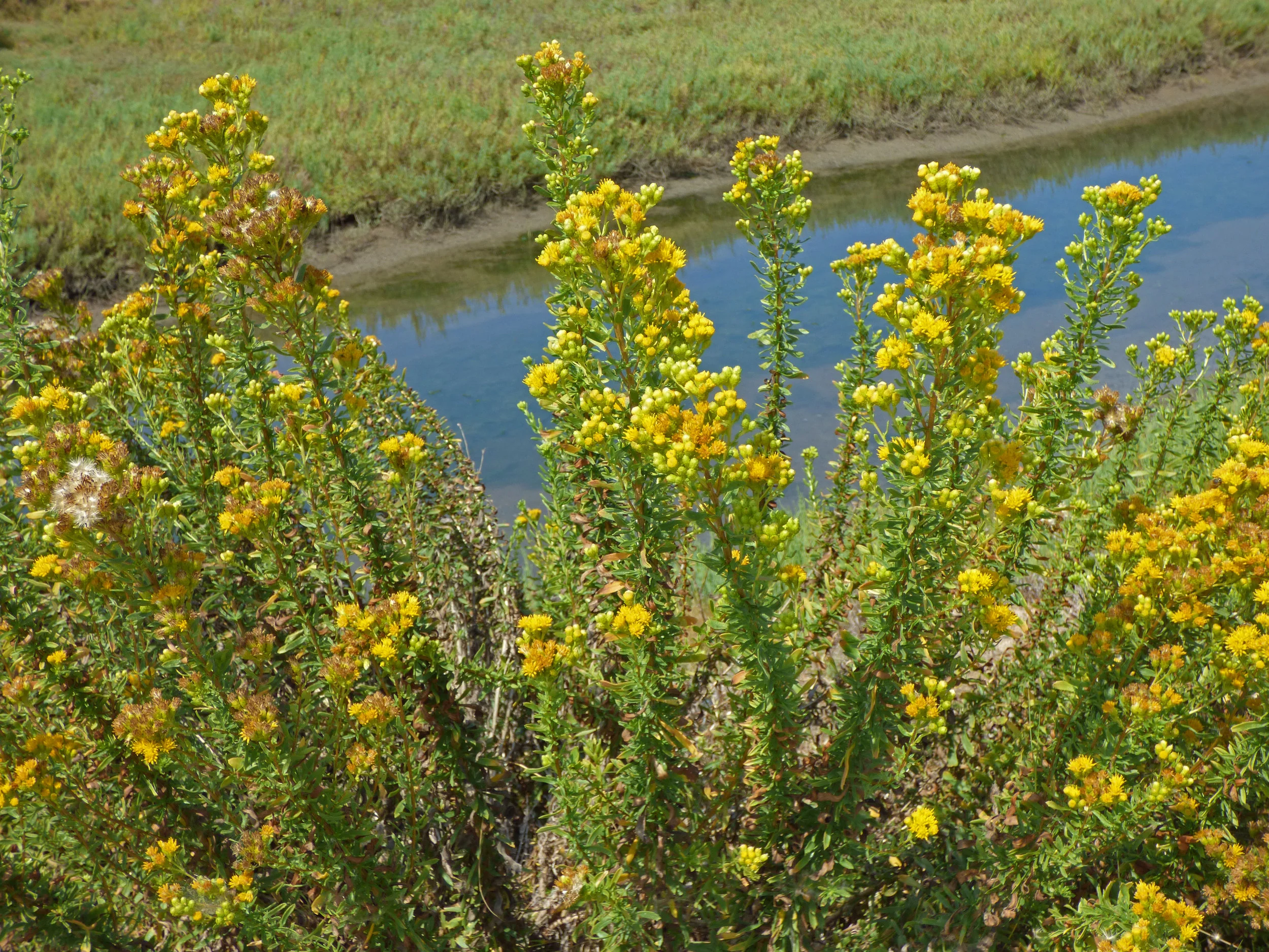 Isocoma menziesii var ~