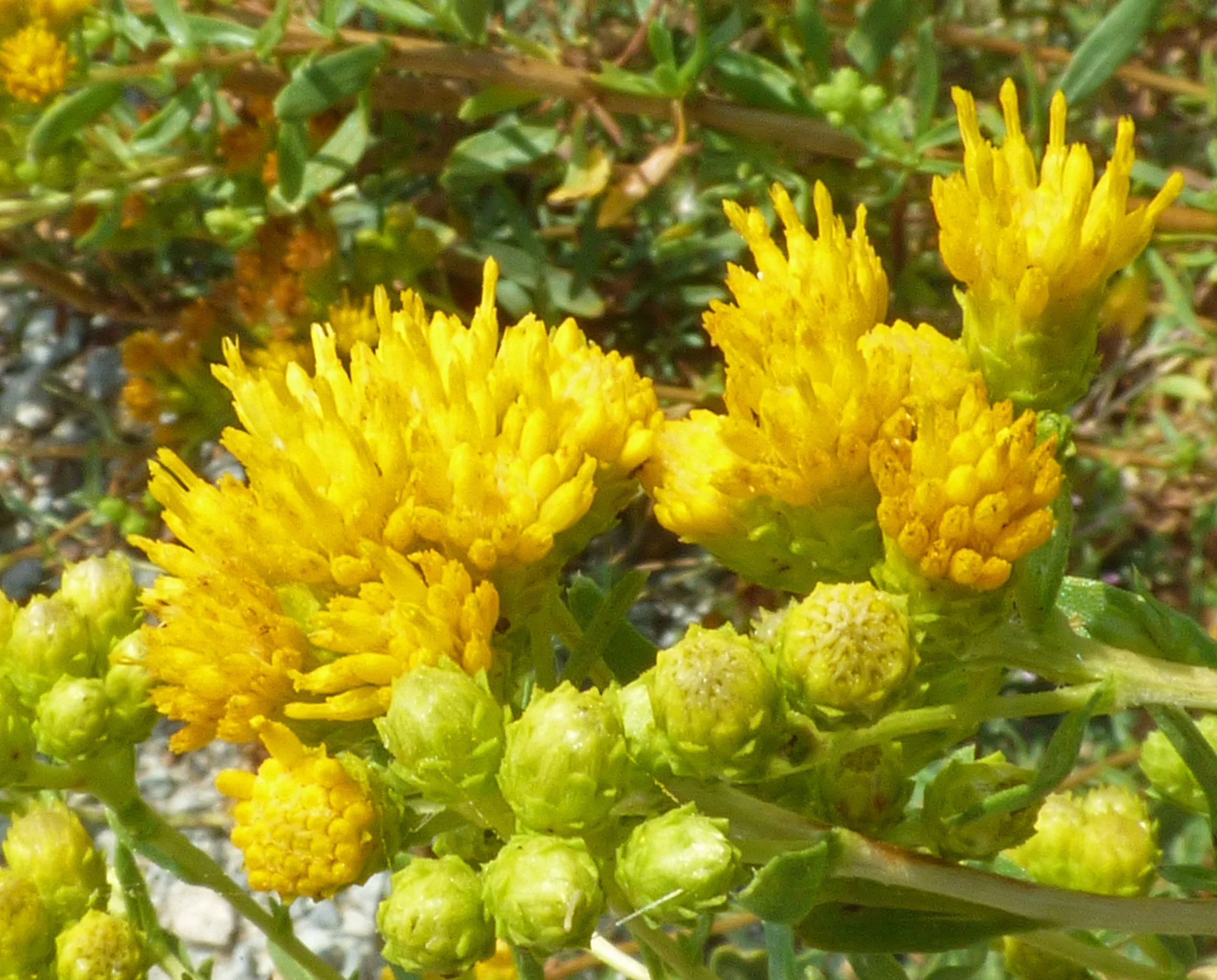 Isocoma menziesii var ~