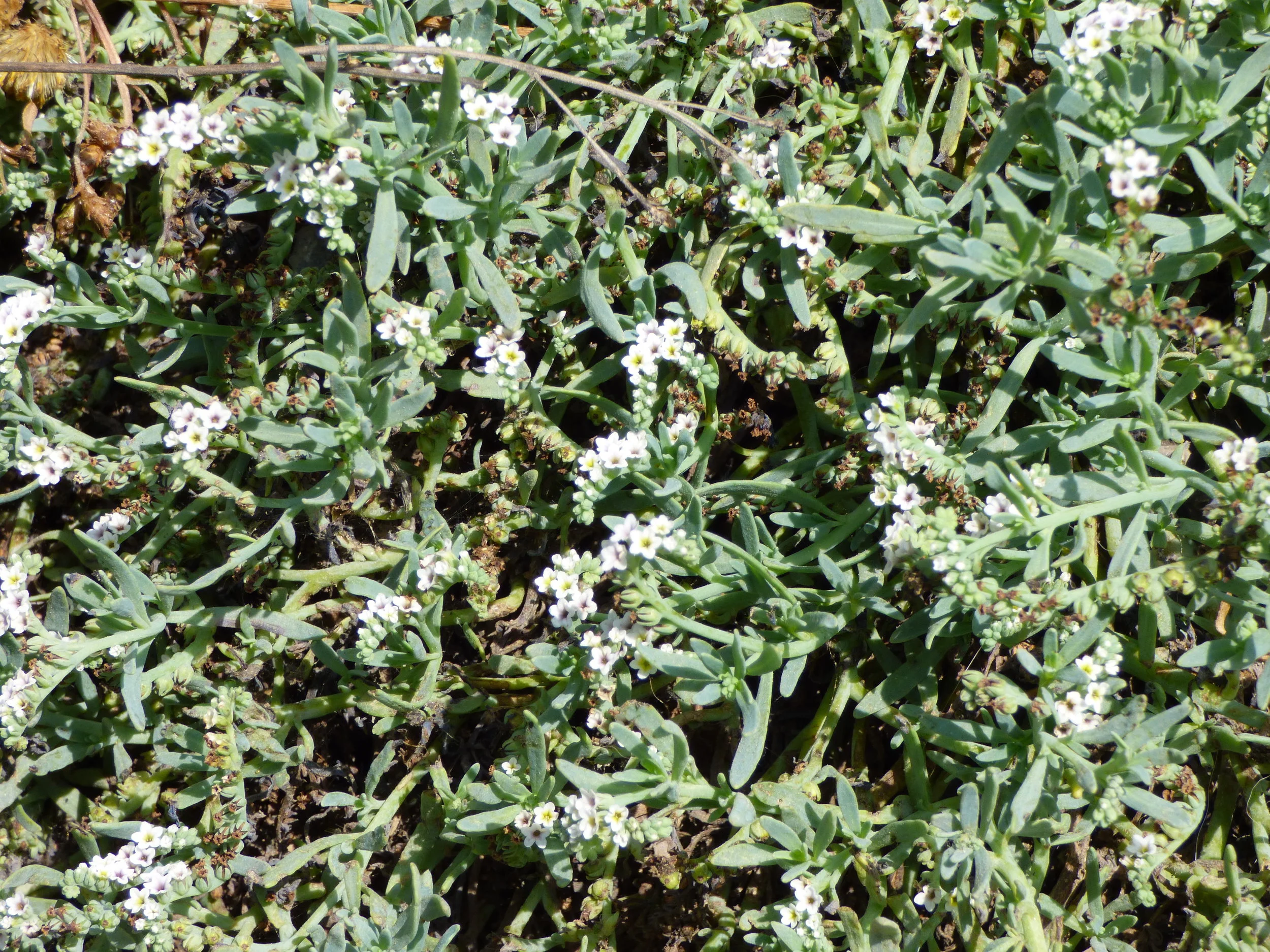 Heliotropium curassavicum var oculatum