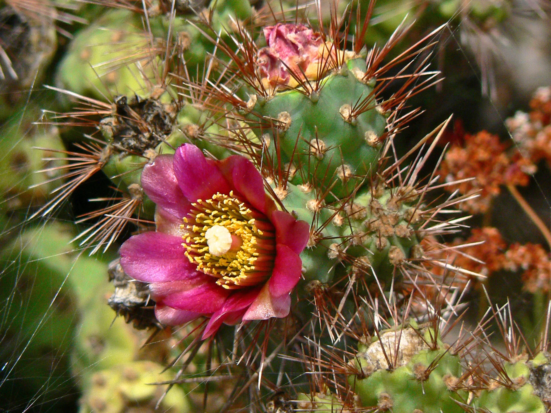 Cylindropuntia prolifera
