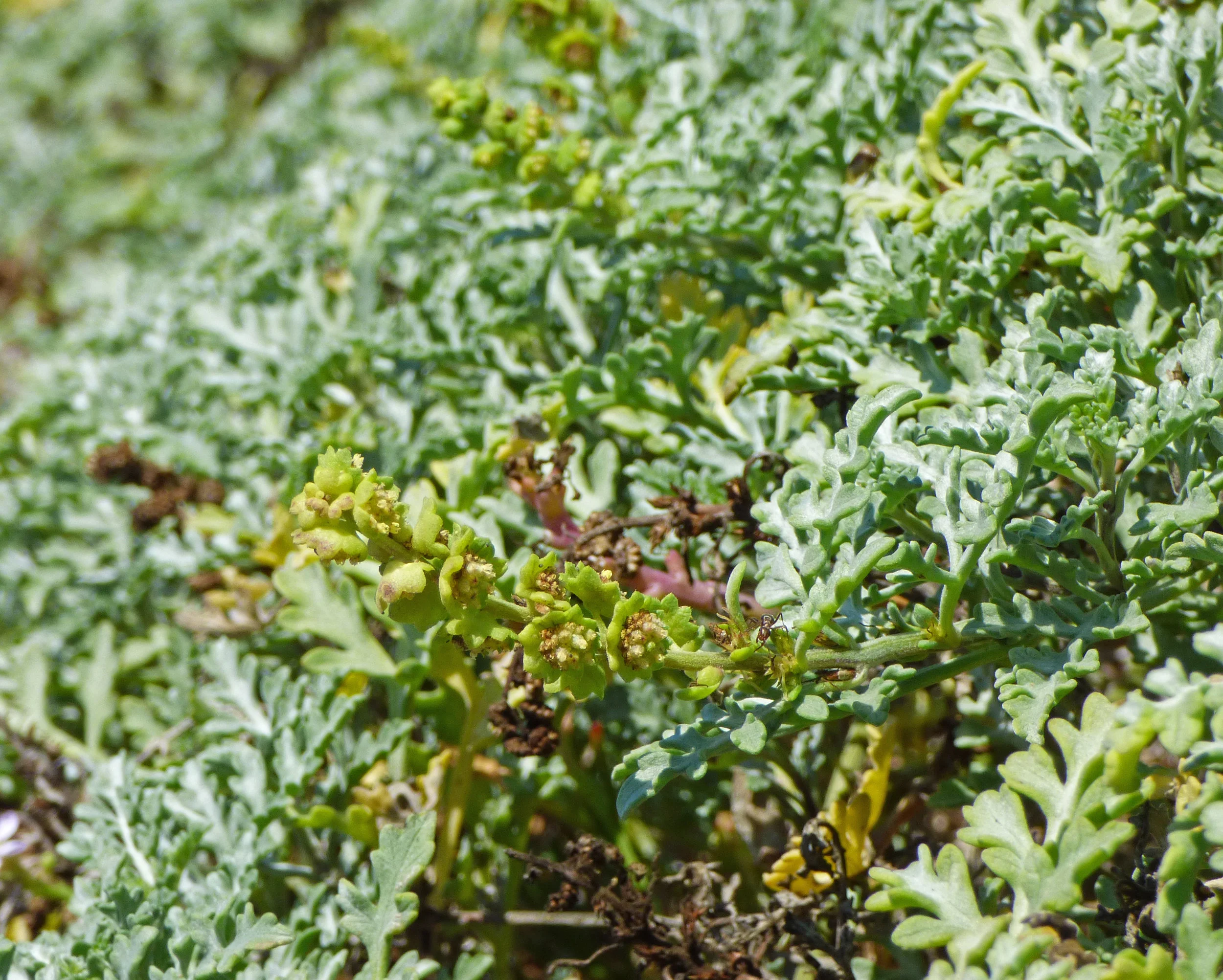 Ambrosia chamissonis