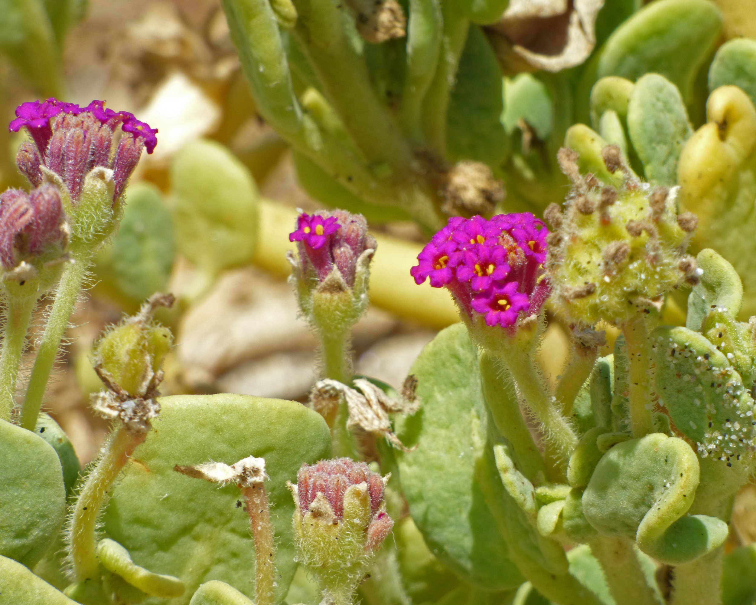 Abronia maritima