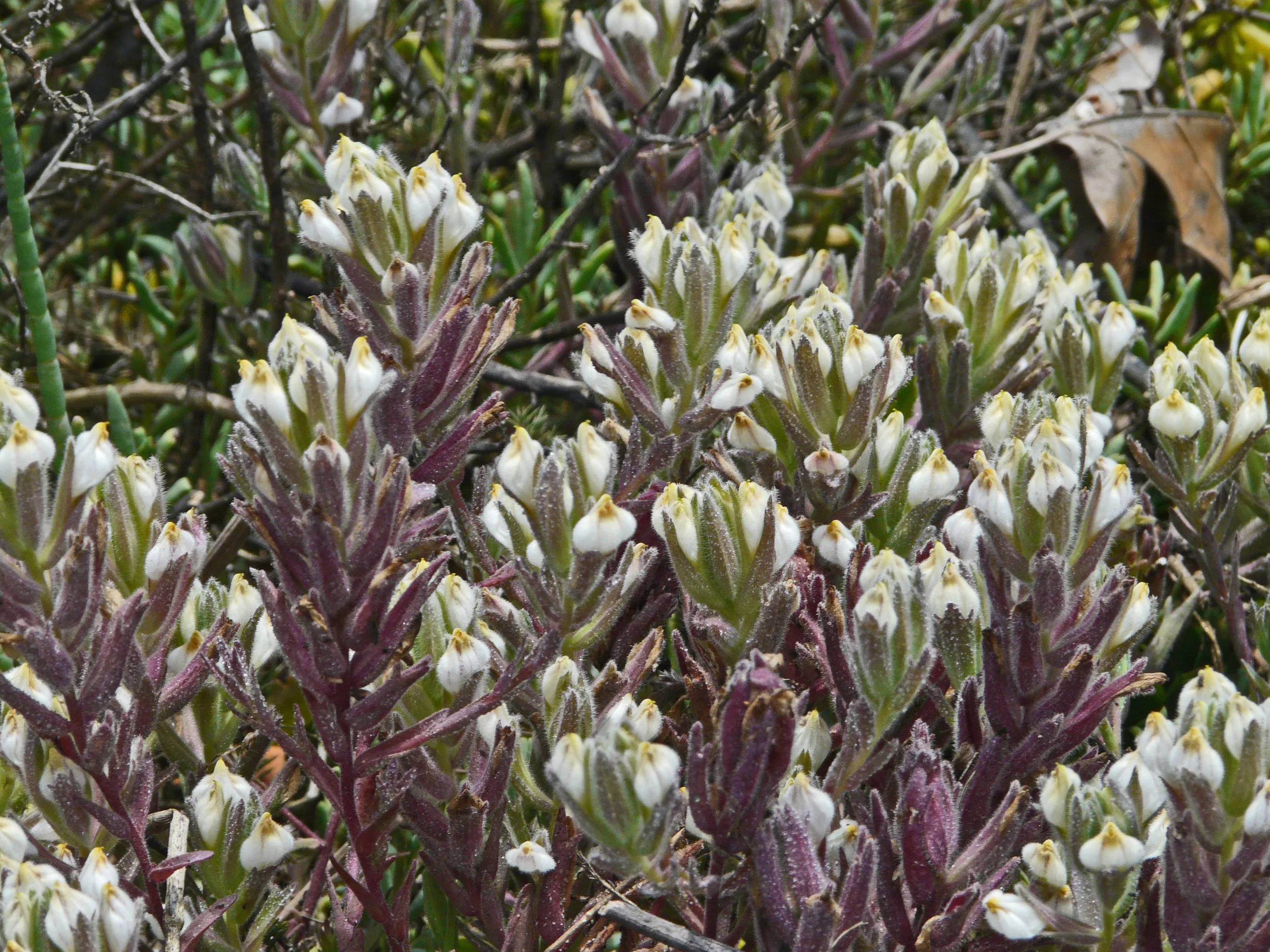 Chloropyron maritimum