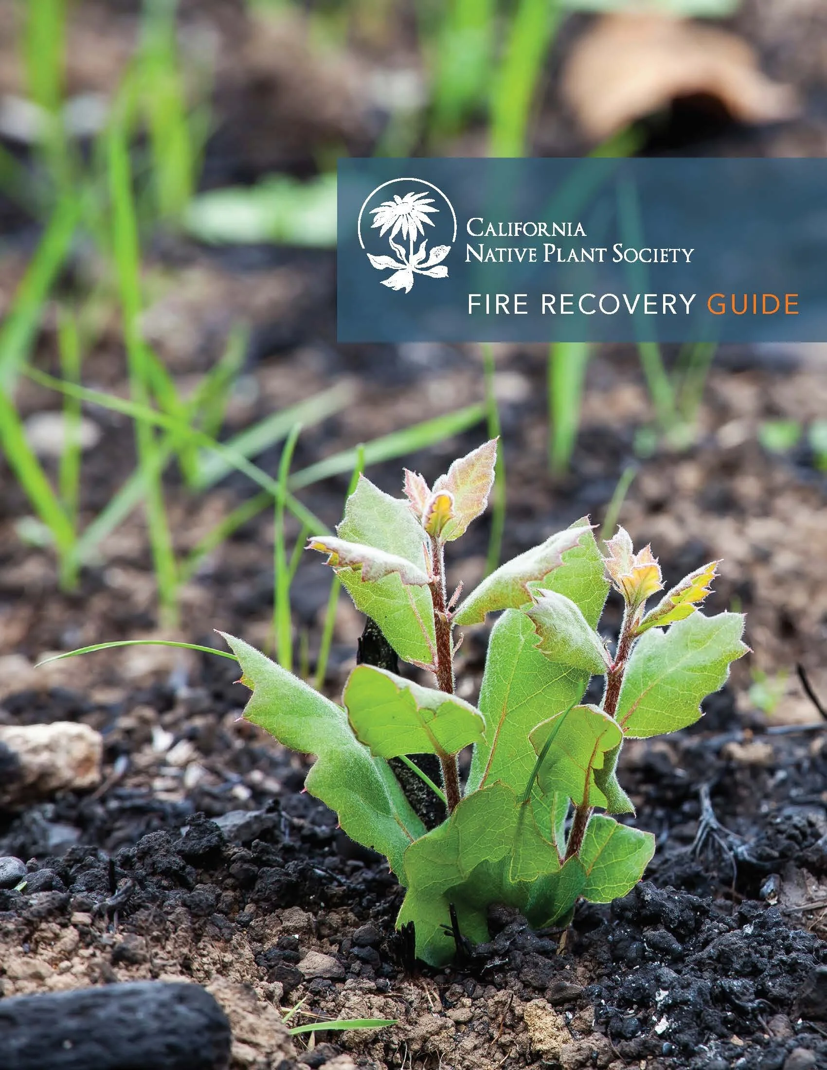 Fire Recovery Guide Cover Photo.jpg