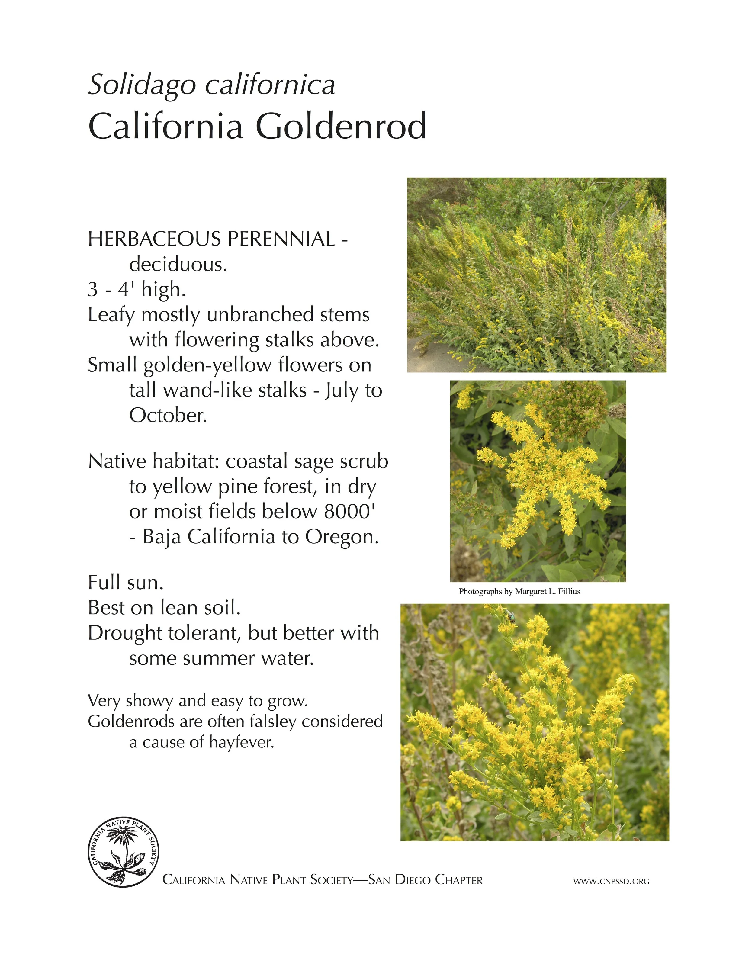 California Goldenrod (Solidago californica).jpg