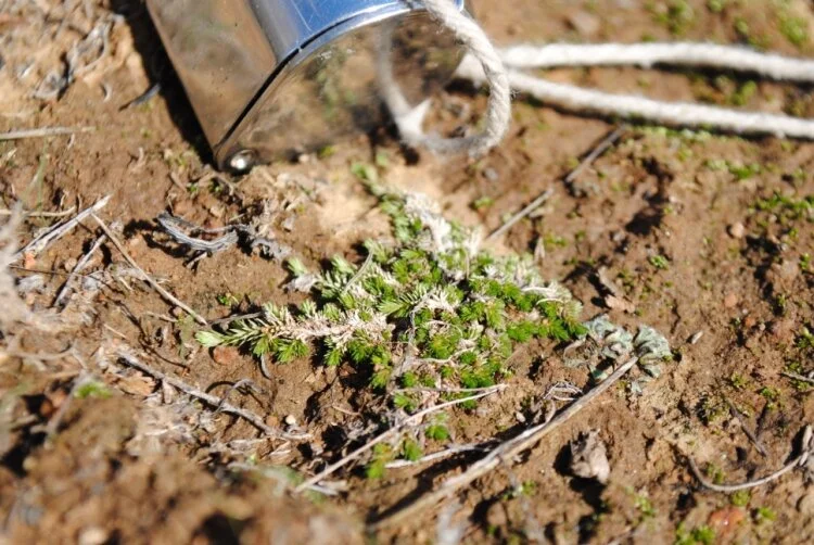 Selaginella cinerascens near Lake Hodges (San Diego County, California, US) Photo: Anthony Baniaga