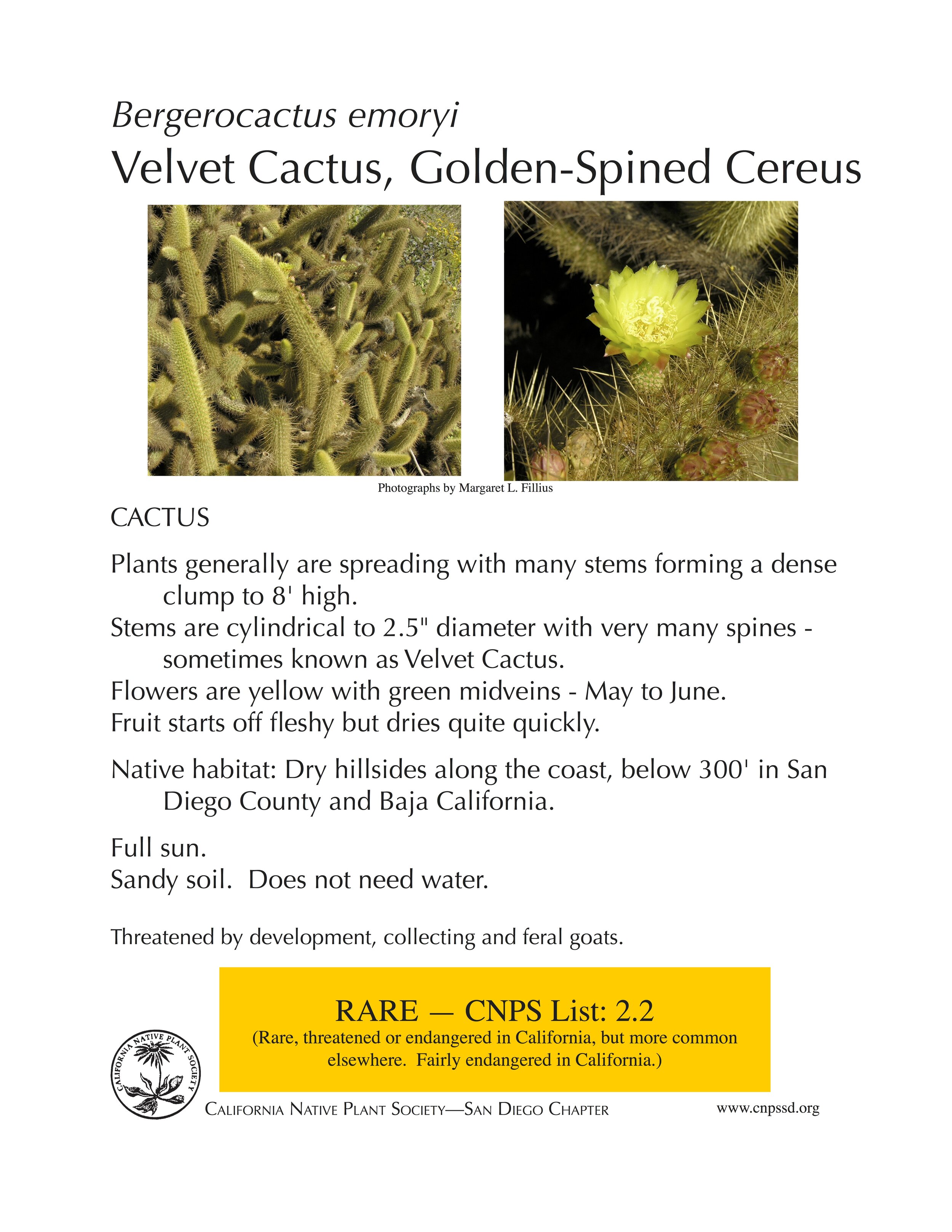 Velvet Cactus, Golden-Spined Cereus (Bergerocactus emoryi).jpg