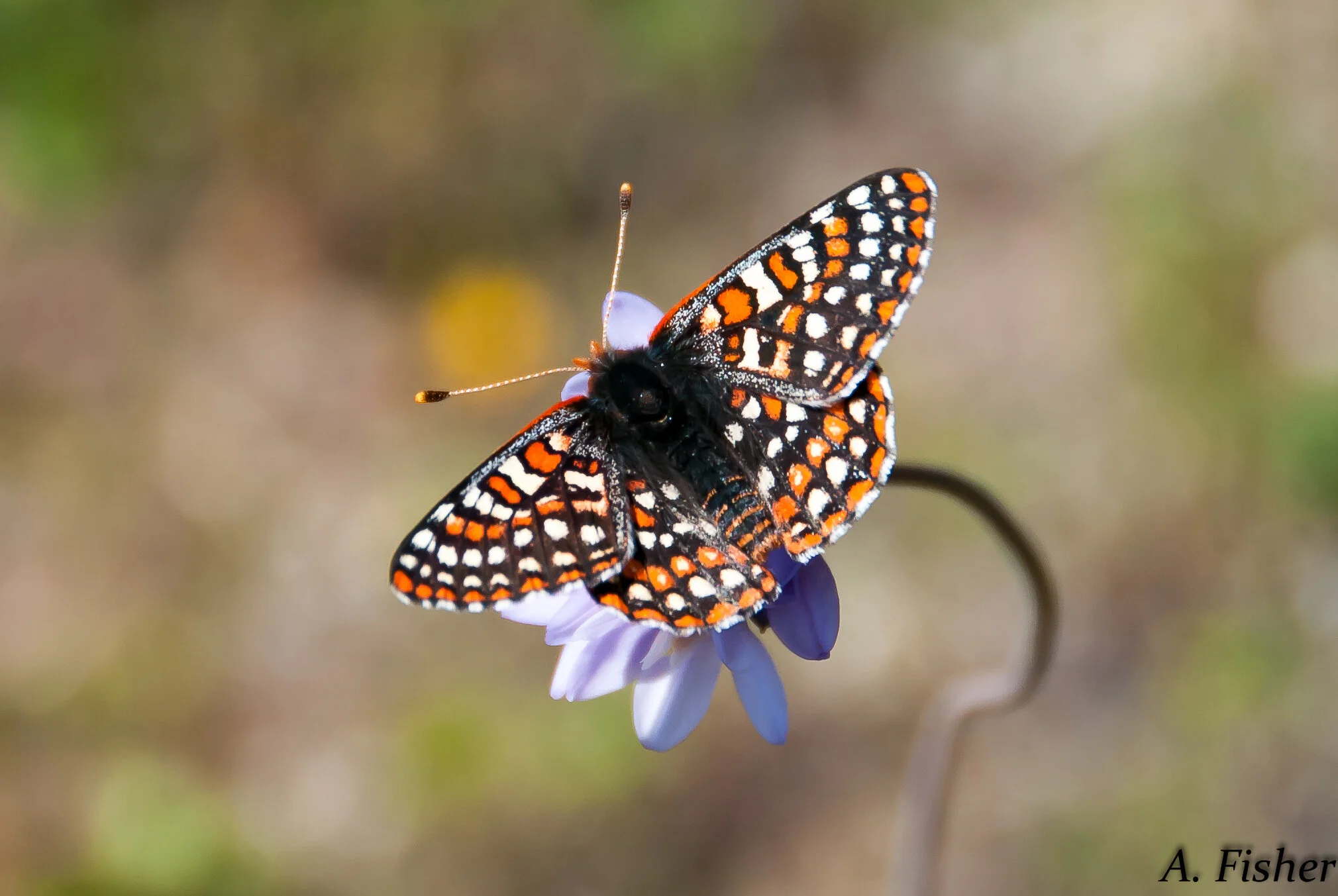 Quino Checkerspot Butterfly on a Blue Dick (Dichelostemma capitatum)Photo: Andrew Fisher/USFWS Volunteer Biologist, https://www.flickr.com/photos/usfws_pacificsw/31651366006