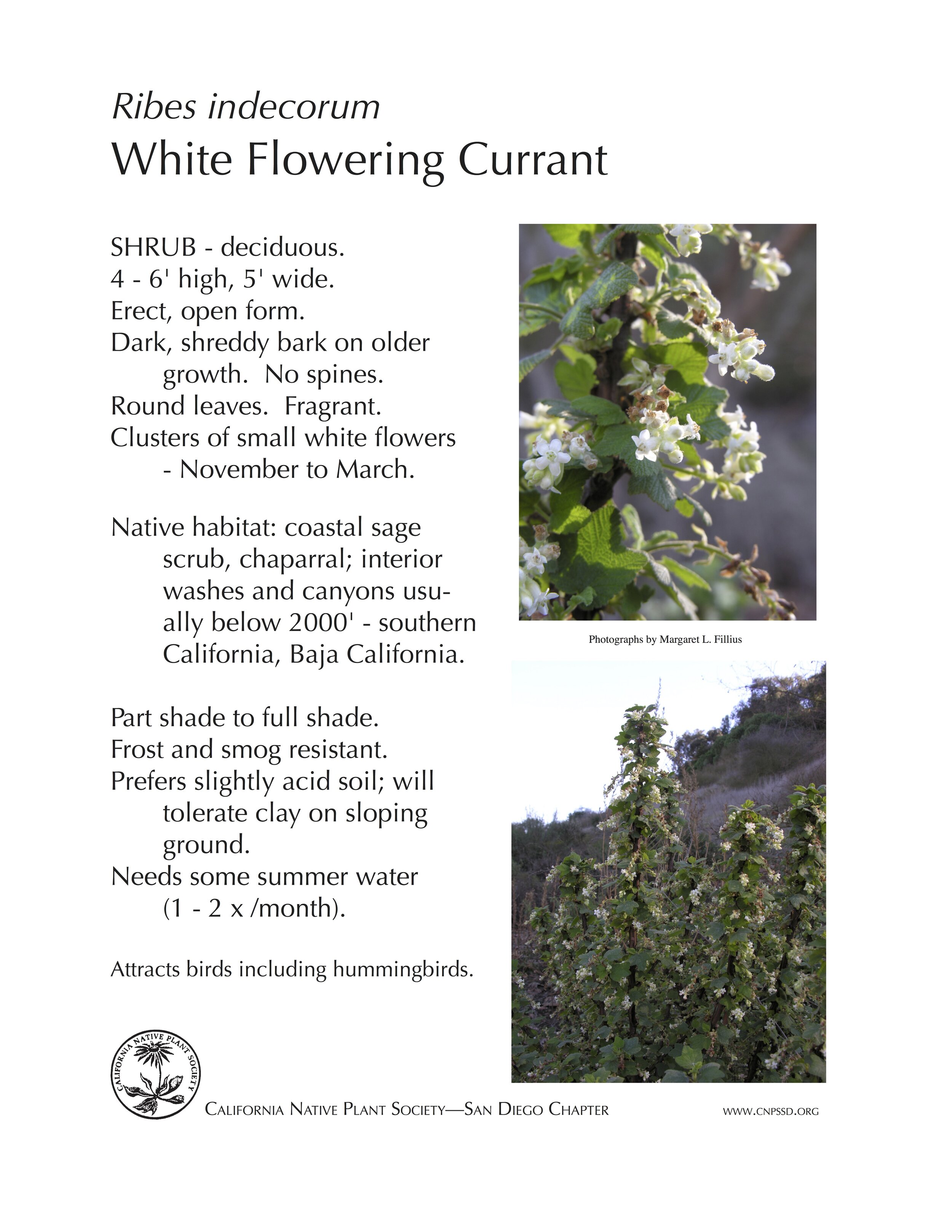 White-flowering Currant (Ribes indecorum).jpg
