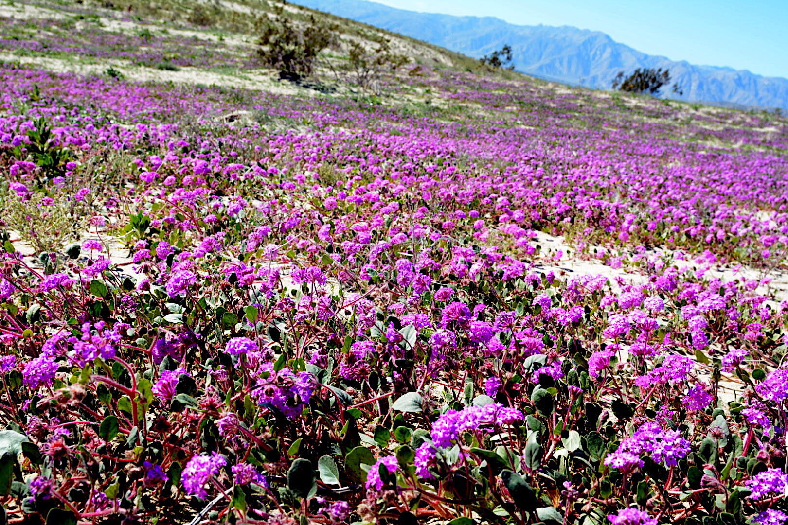 Sand Verbena (Abronia villosa)