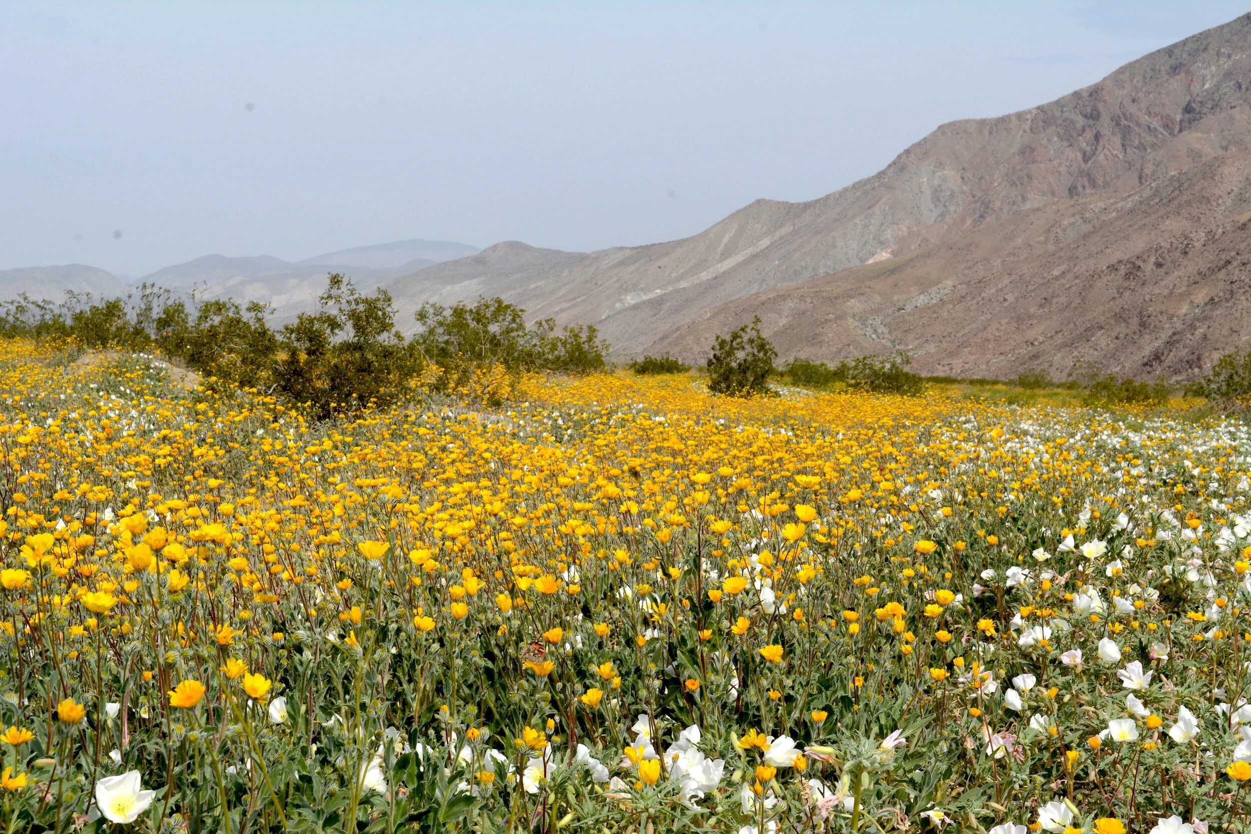 Geraea canescens and Oenothera deltoides