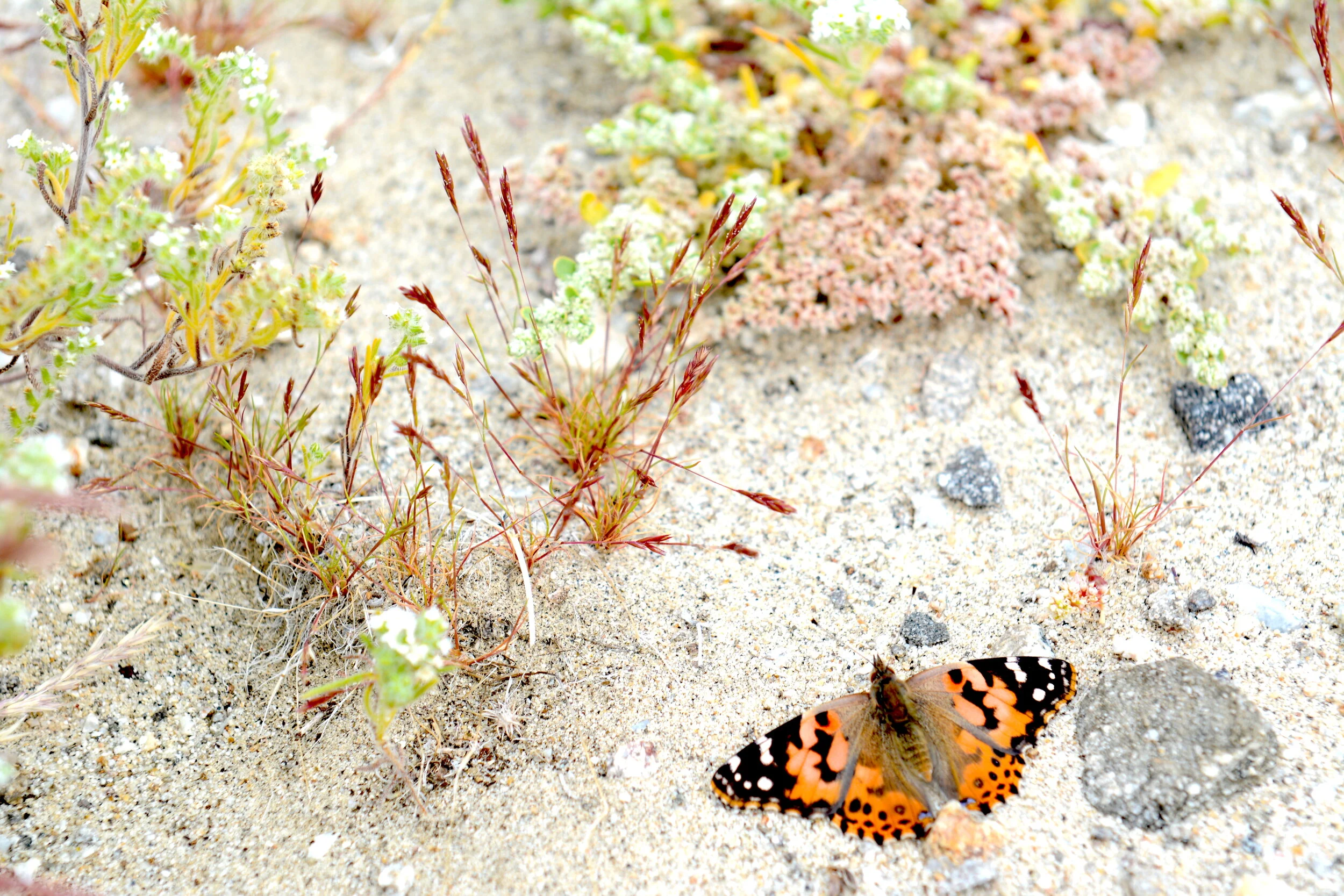 Painted Lady butterfly with Common Mediterranean Grass (Schismus barbatus) and Popcorn Flower (Cryptantha sp.).