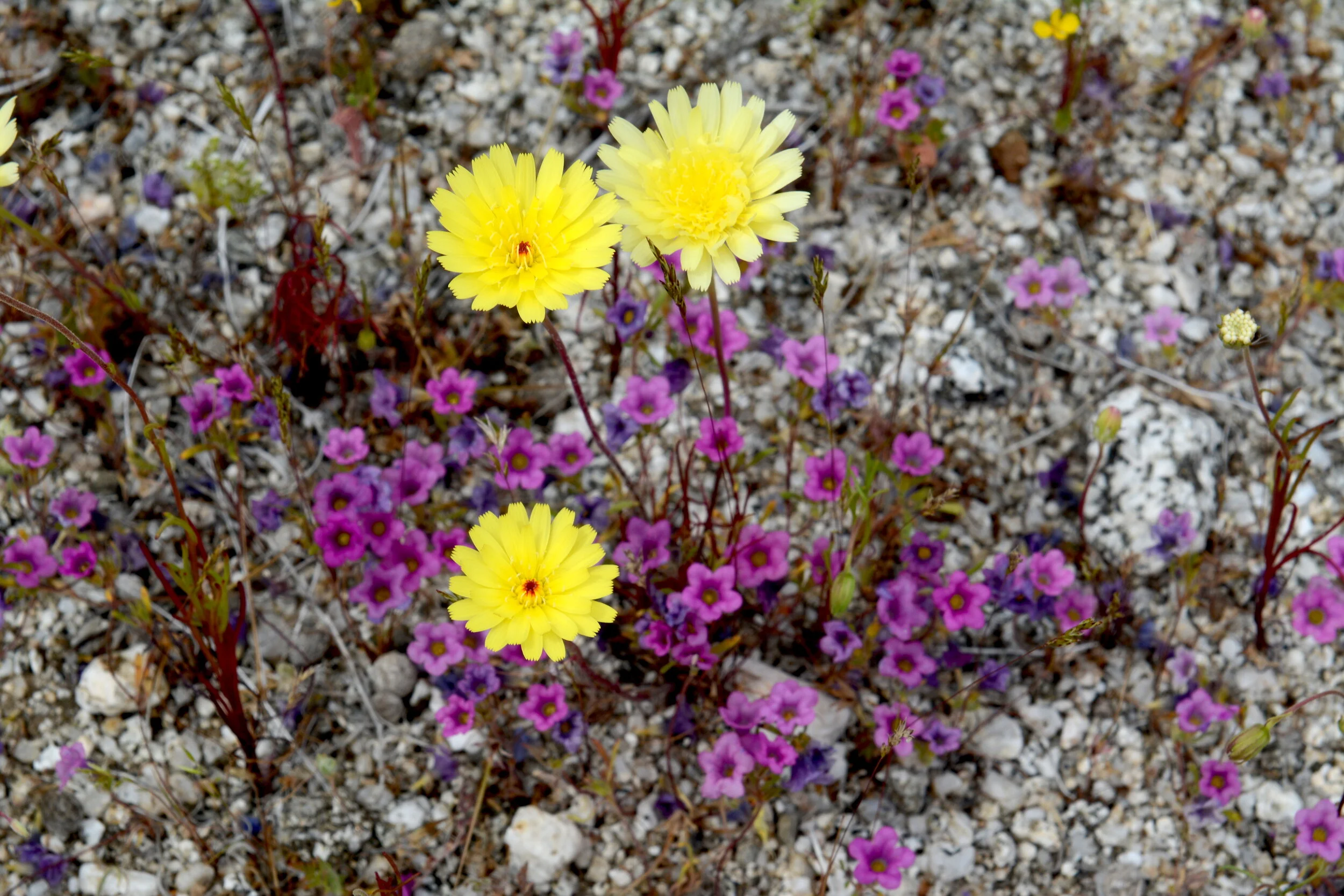 Malacothrix glabrata and Nama demissa