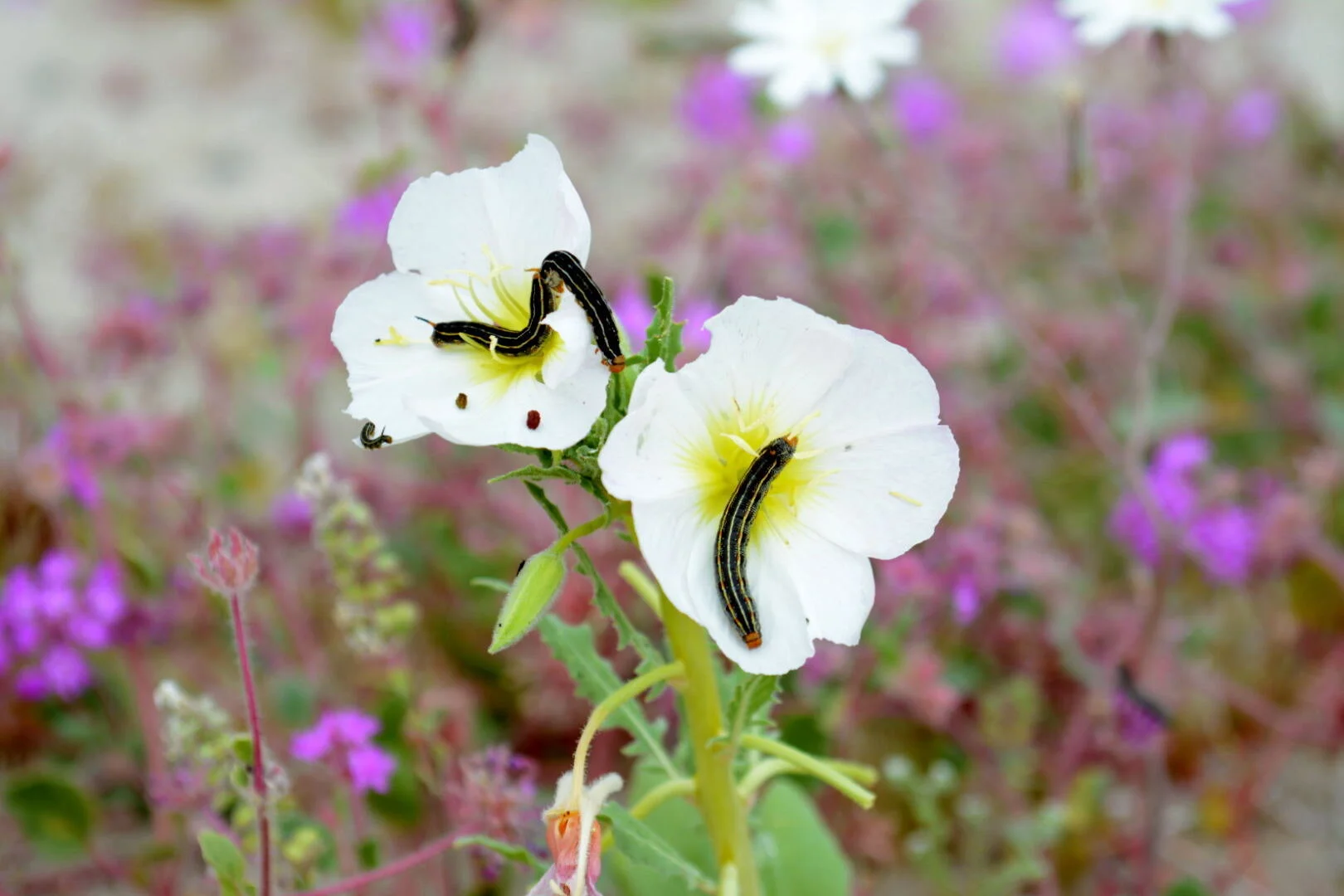 White-lined Sphinx Moth larvae were also quite common on the Evening Primroses (Oenothera deltoides). They are large black and red caterpillars with smooth skin and a red spine.