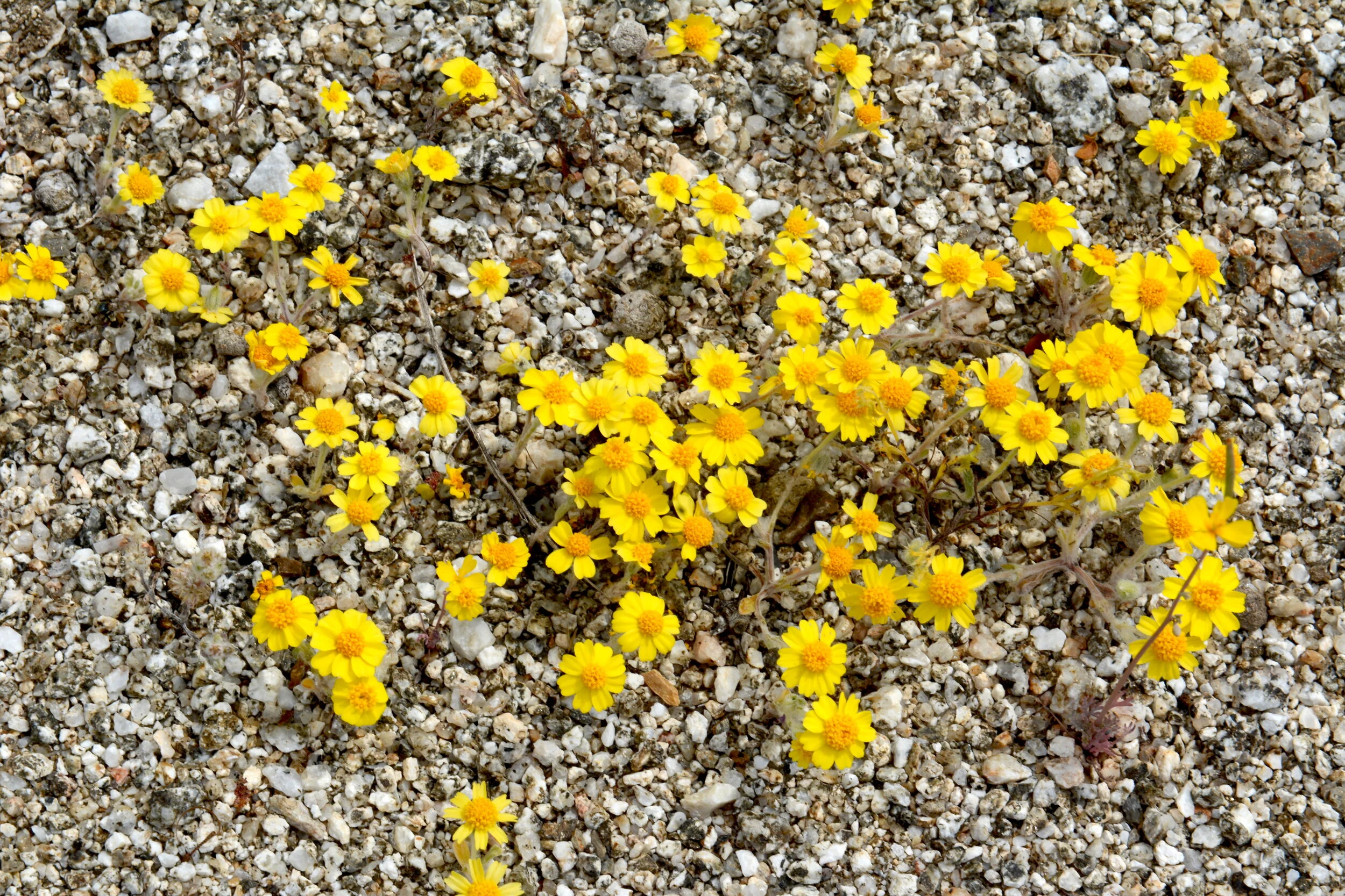 Wooly Daisy (Eriophylum wallacei)