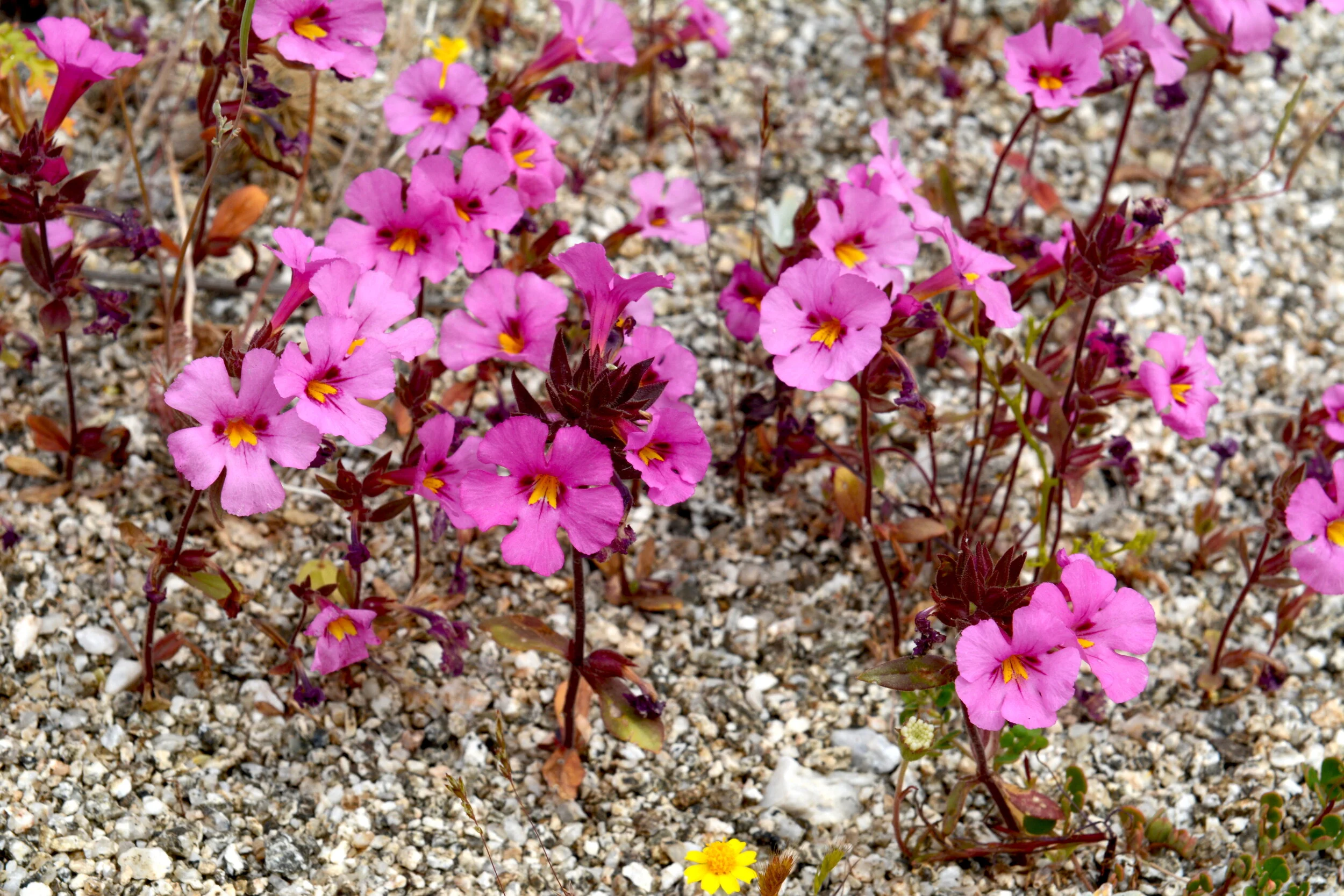 Bigelow’s Monkeyflower (Diplacus bigelovii )