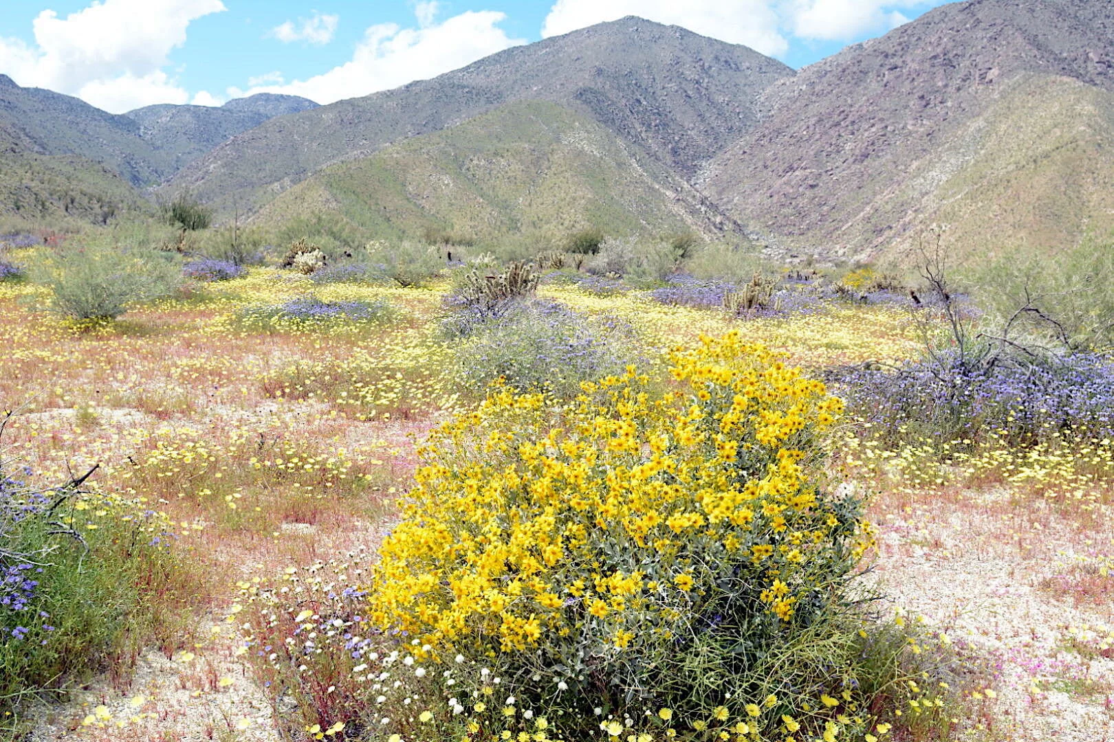Encelia farinosa in Hellhole Canyon