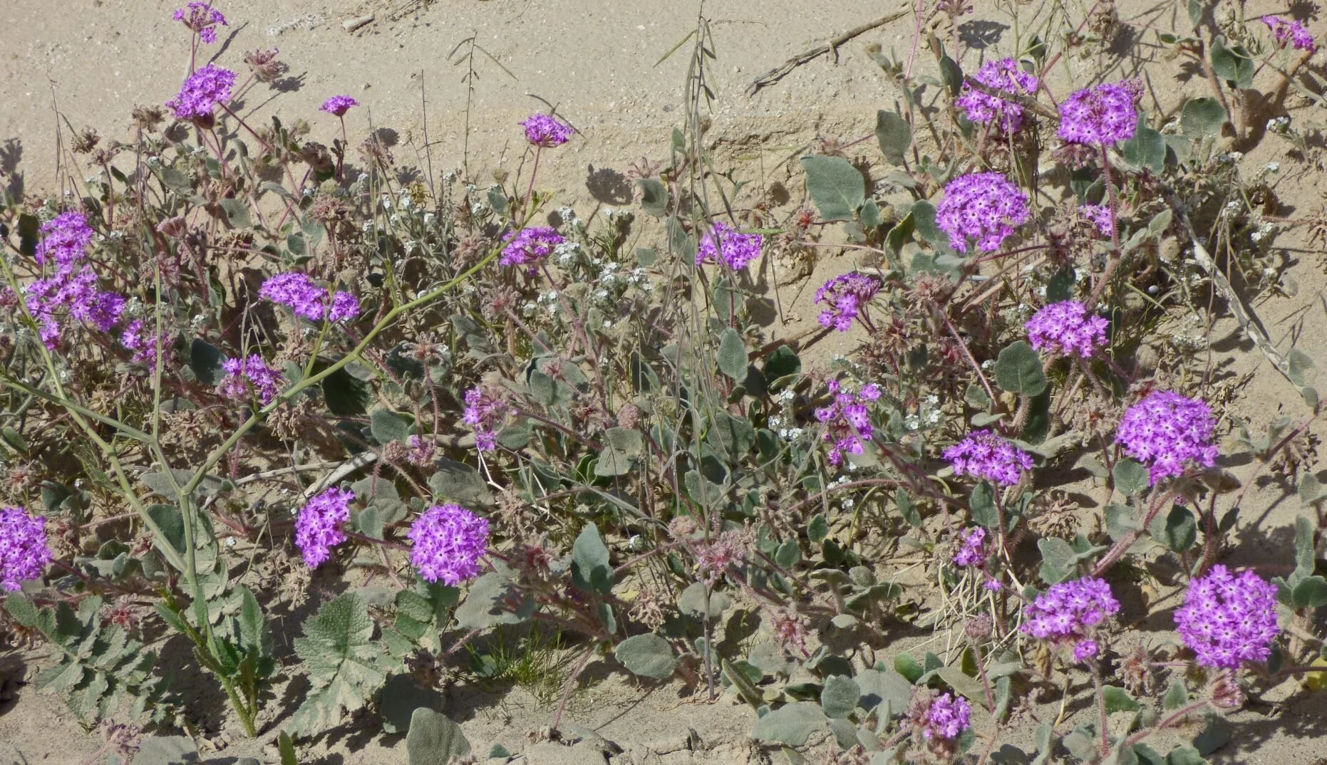 and knew we were moving in the right direction (Abronia villosa).