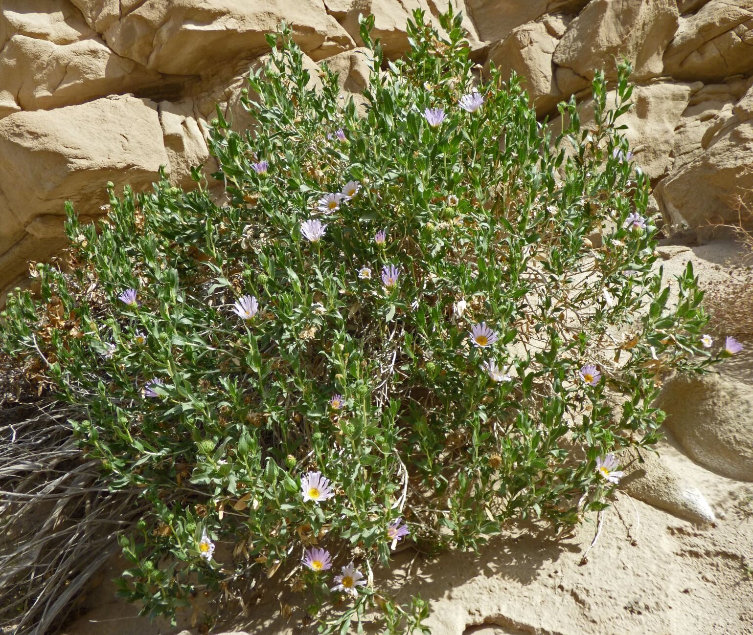 Fish Creek Wash then welcomed us with several Woody Asters