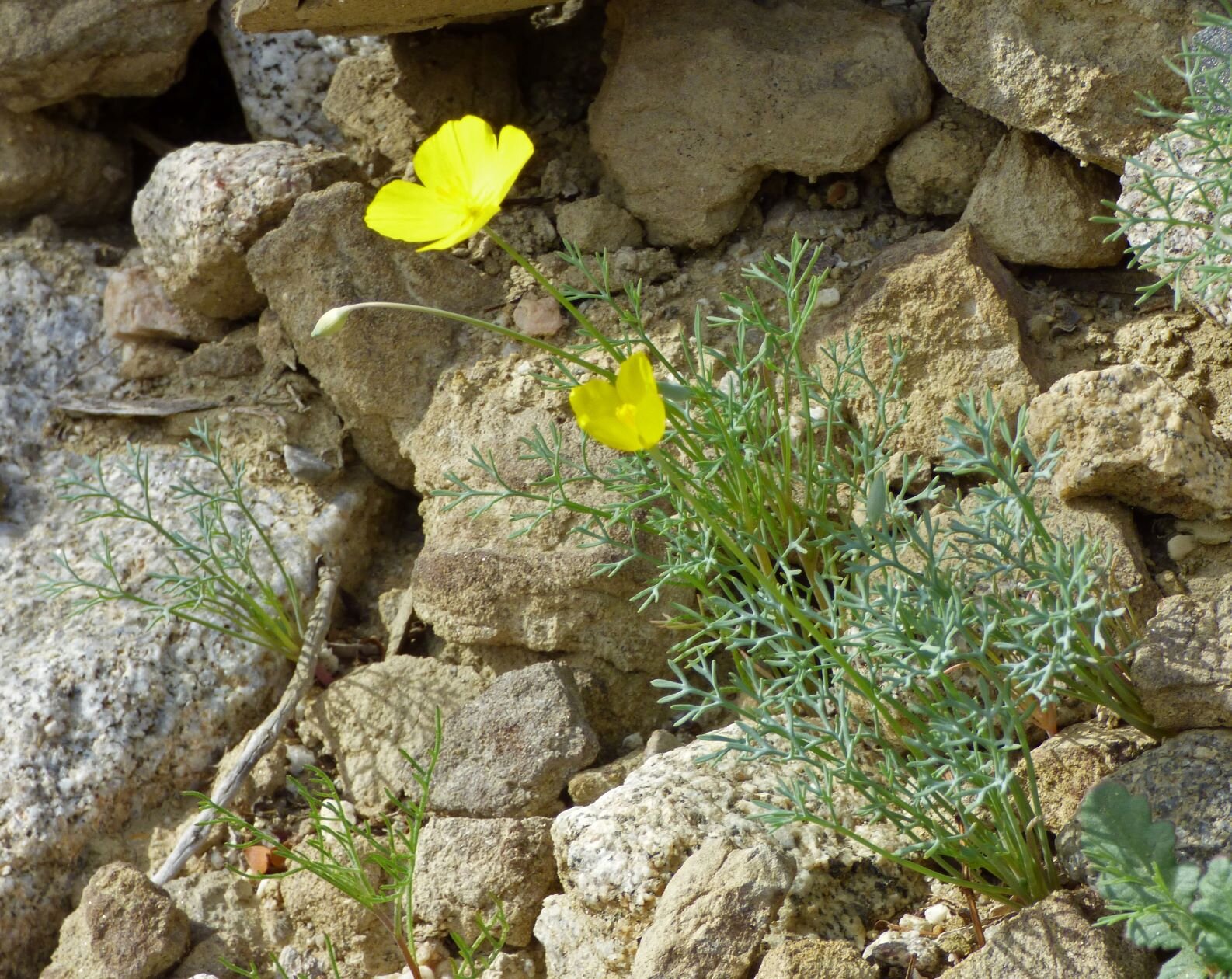 Here is an arbitrary selection: Eschscholzia parishii,