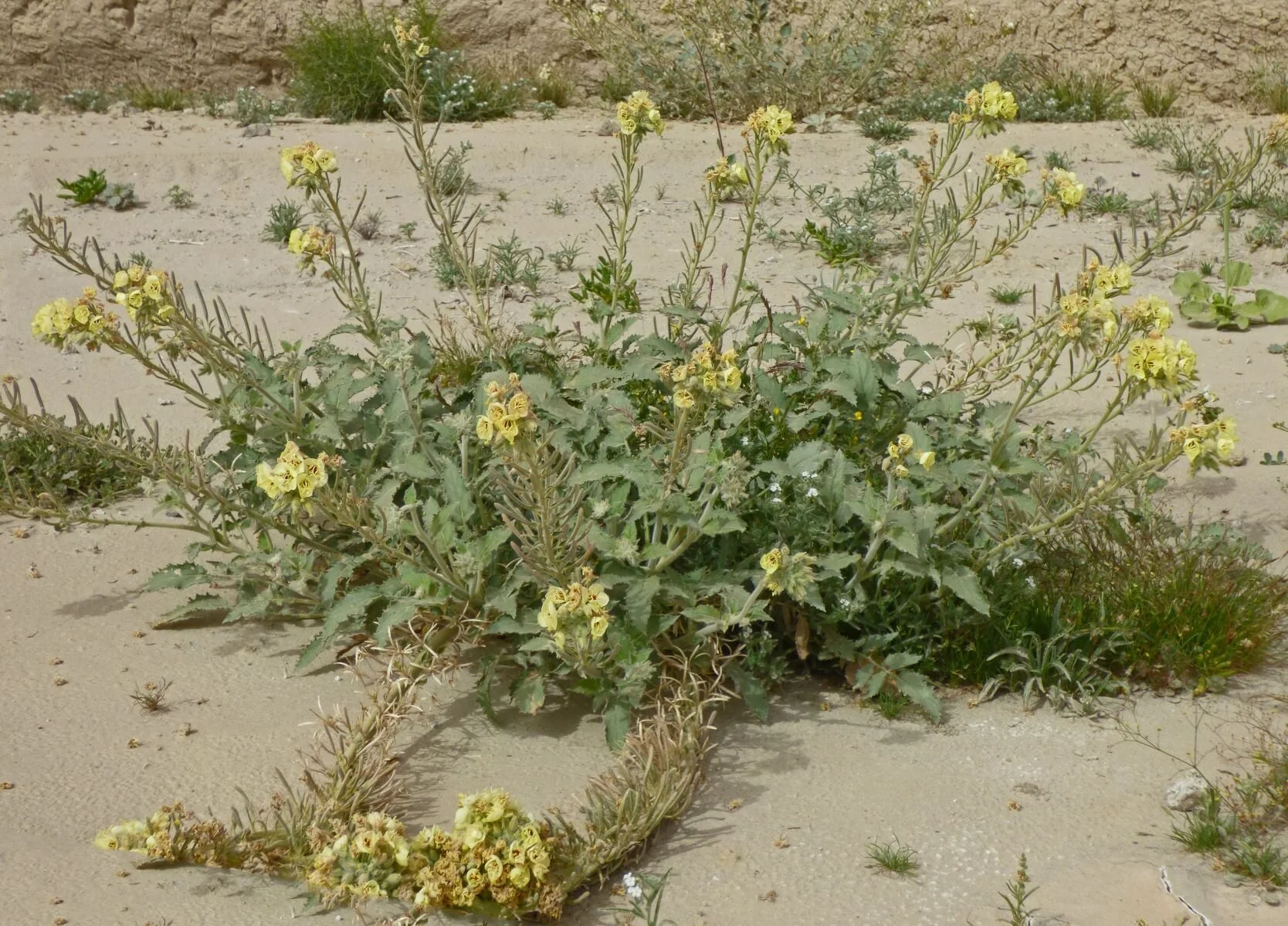 Chylisma claviformis ssp. peirsonii