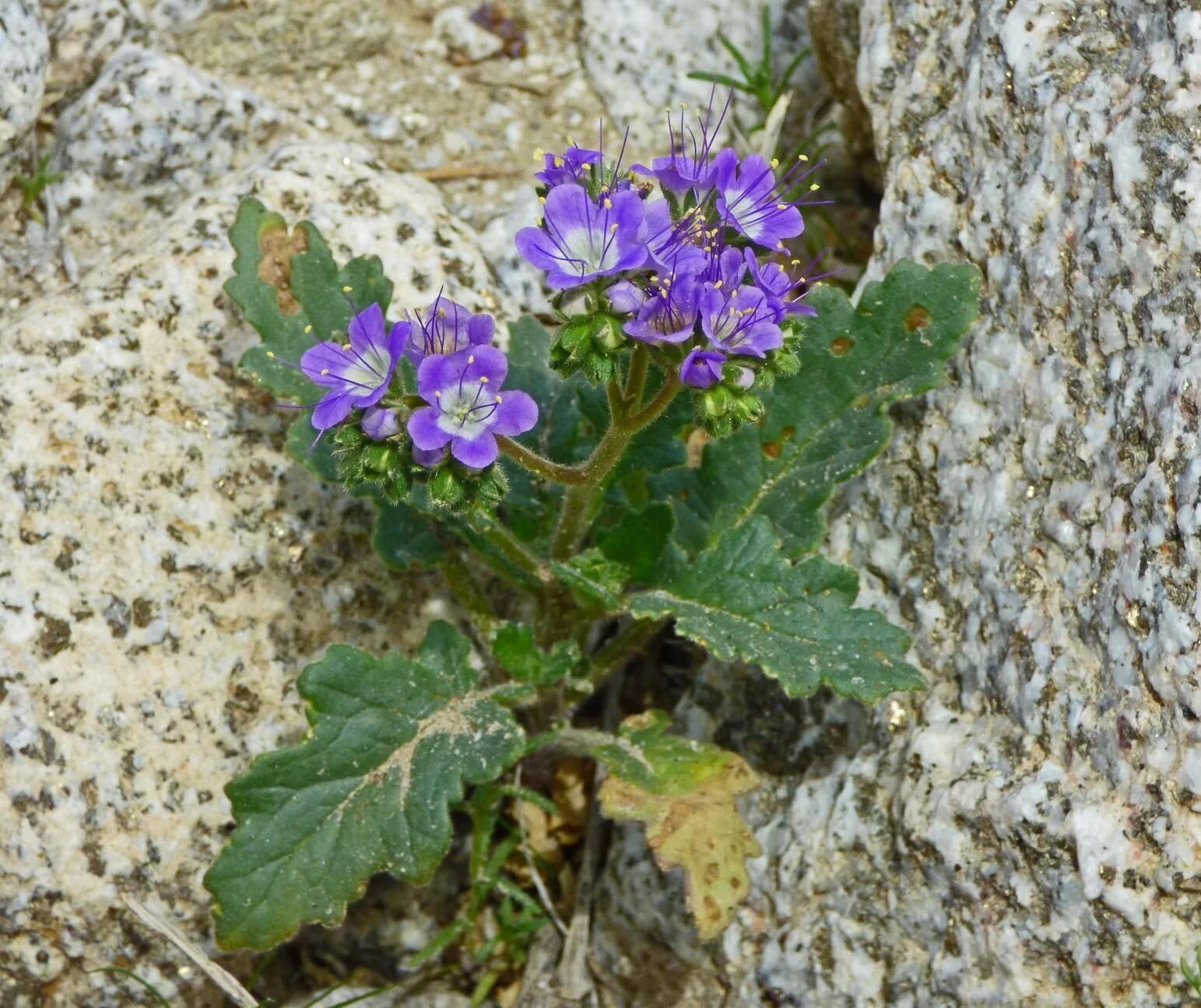 Phacelia crenulate var. ambigua,