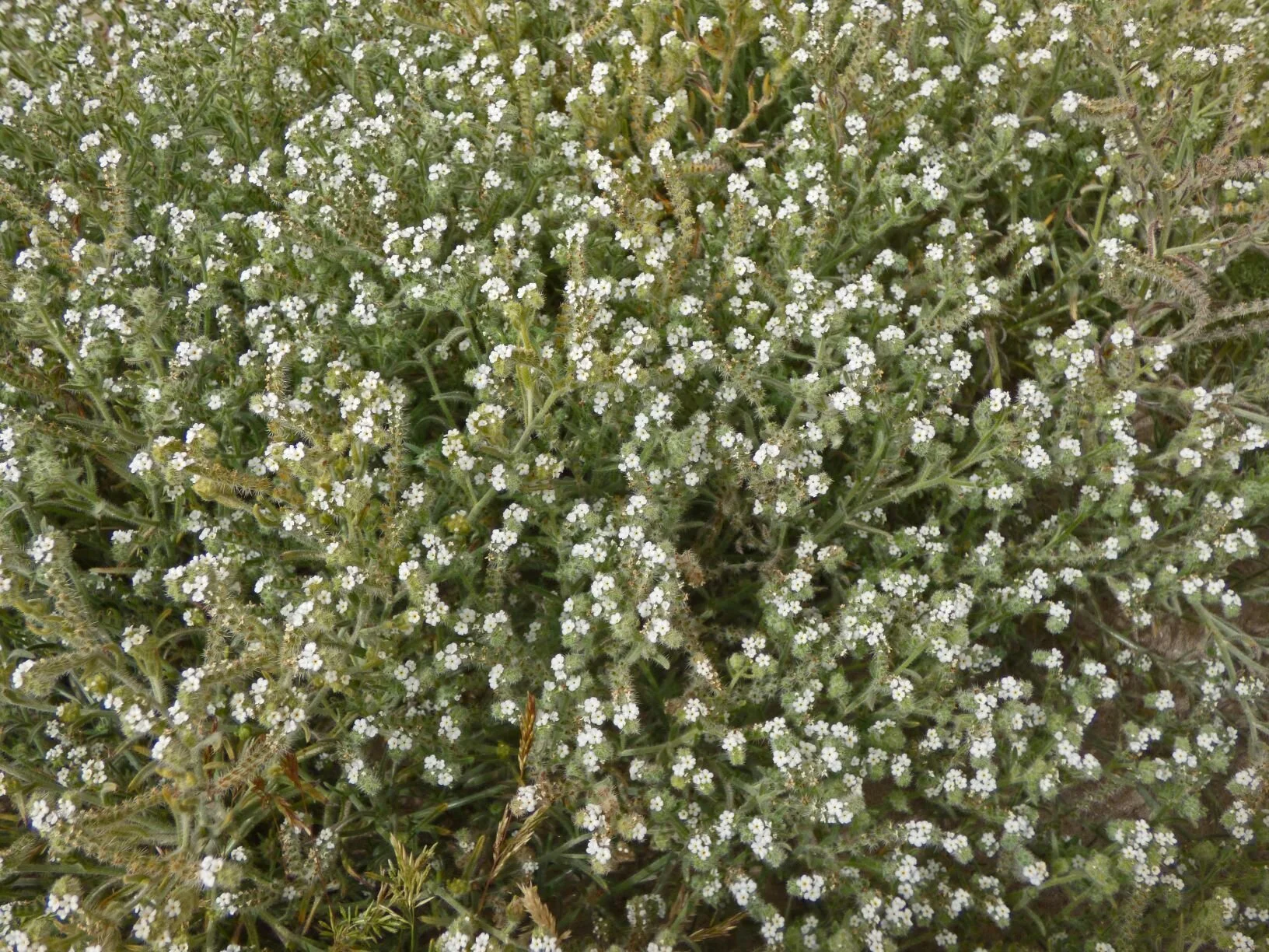 masses of Cryptantha sp.,