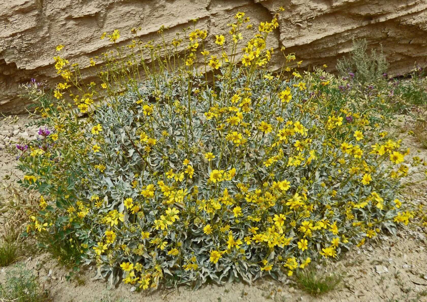 Encelia farinosa,