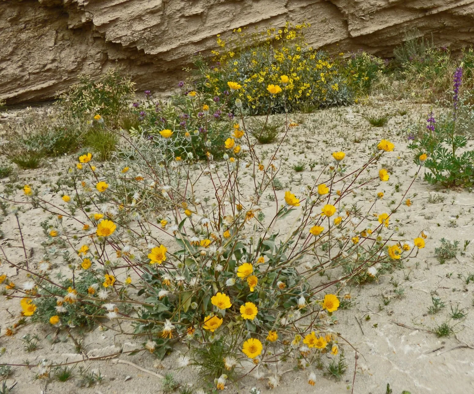 Geraea canescens,